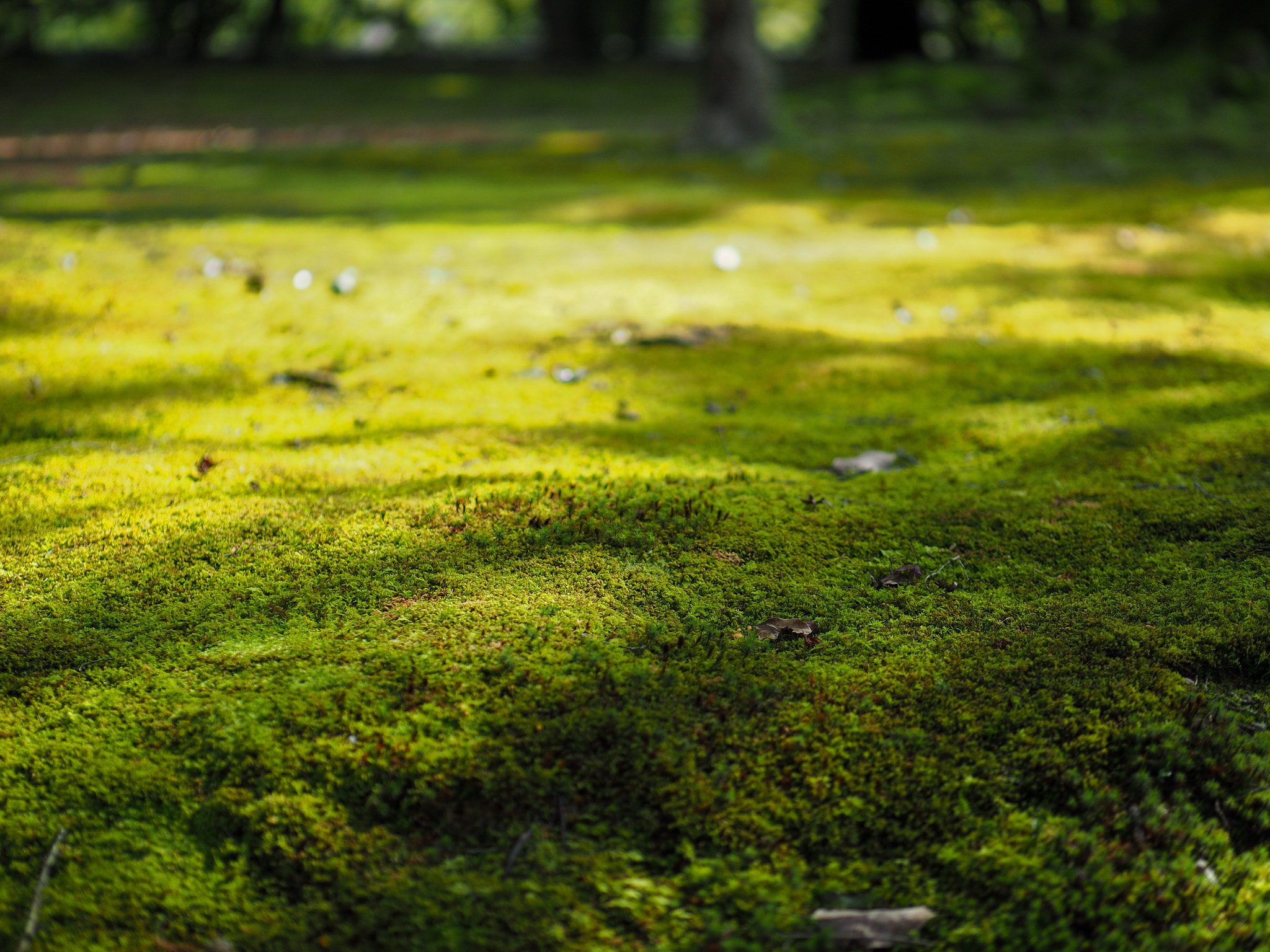 Panasonic Leica DG Nocticron 42.5mm F1.2 ASPH OIS sample photo. Olympus digital camera photography