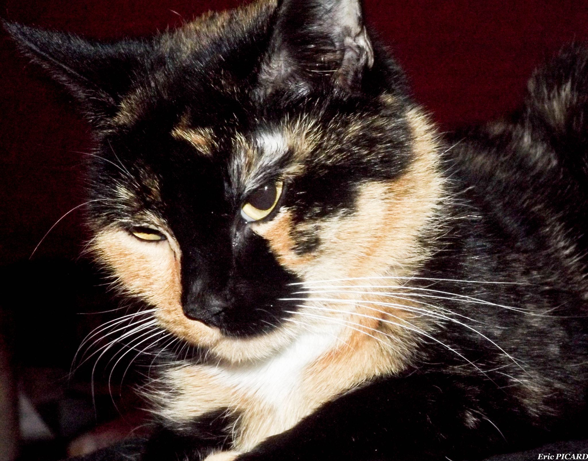 Fujifilm FinePix S4600 sample photo. The cat photography