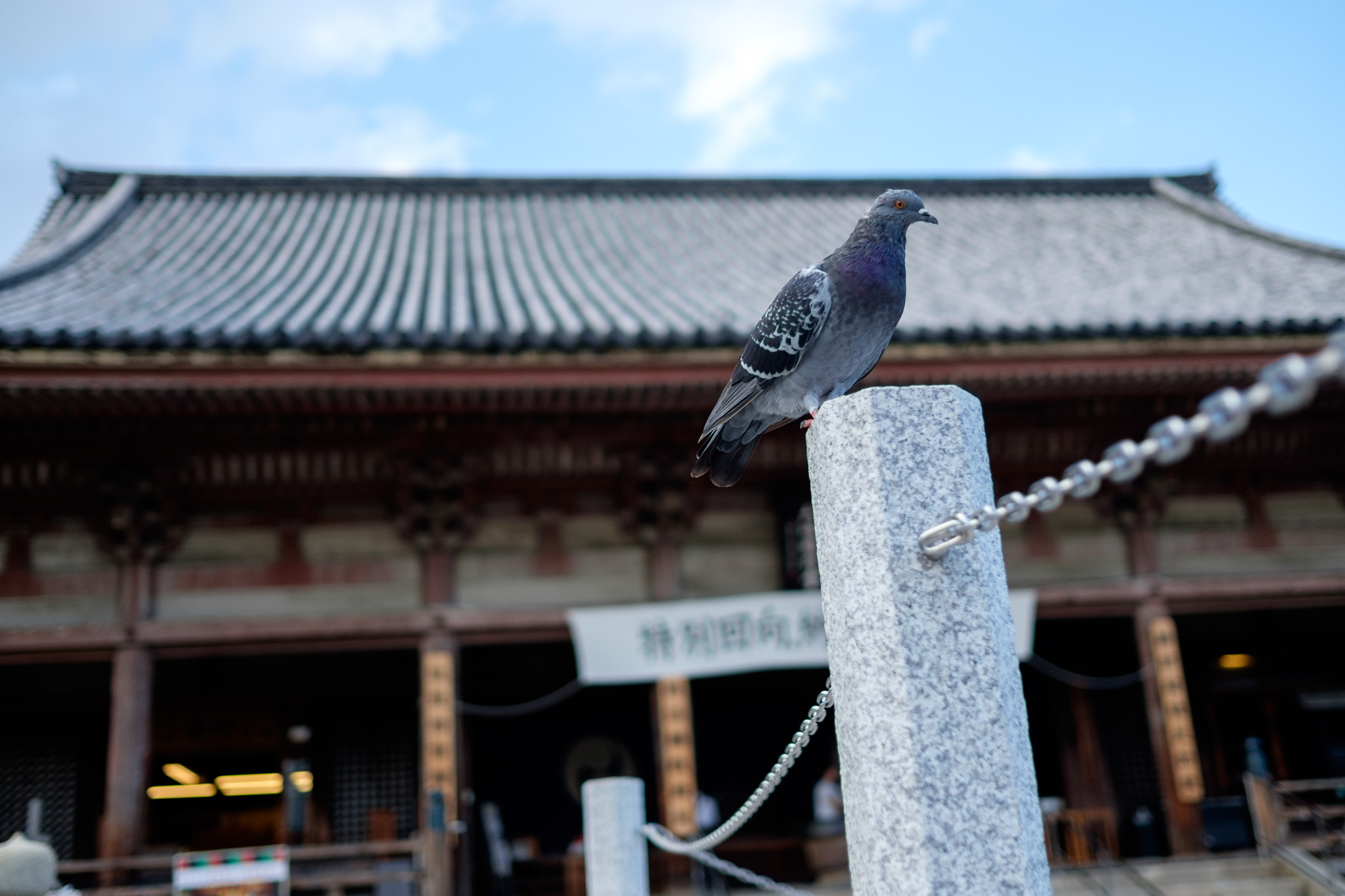 Fujifilm X-T10 + Fujifilm XF 23mm F1.4 R sample photo. Osaka () photography
