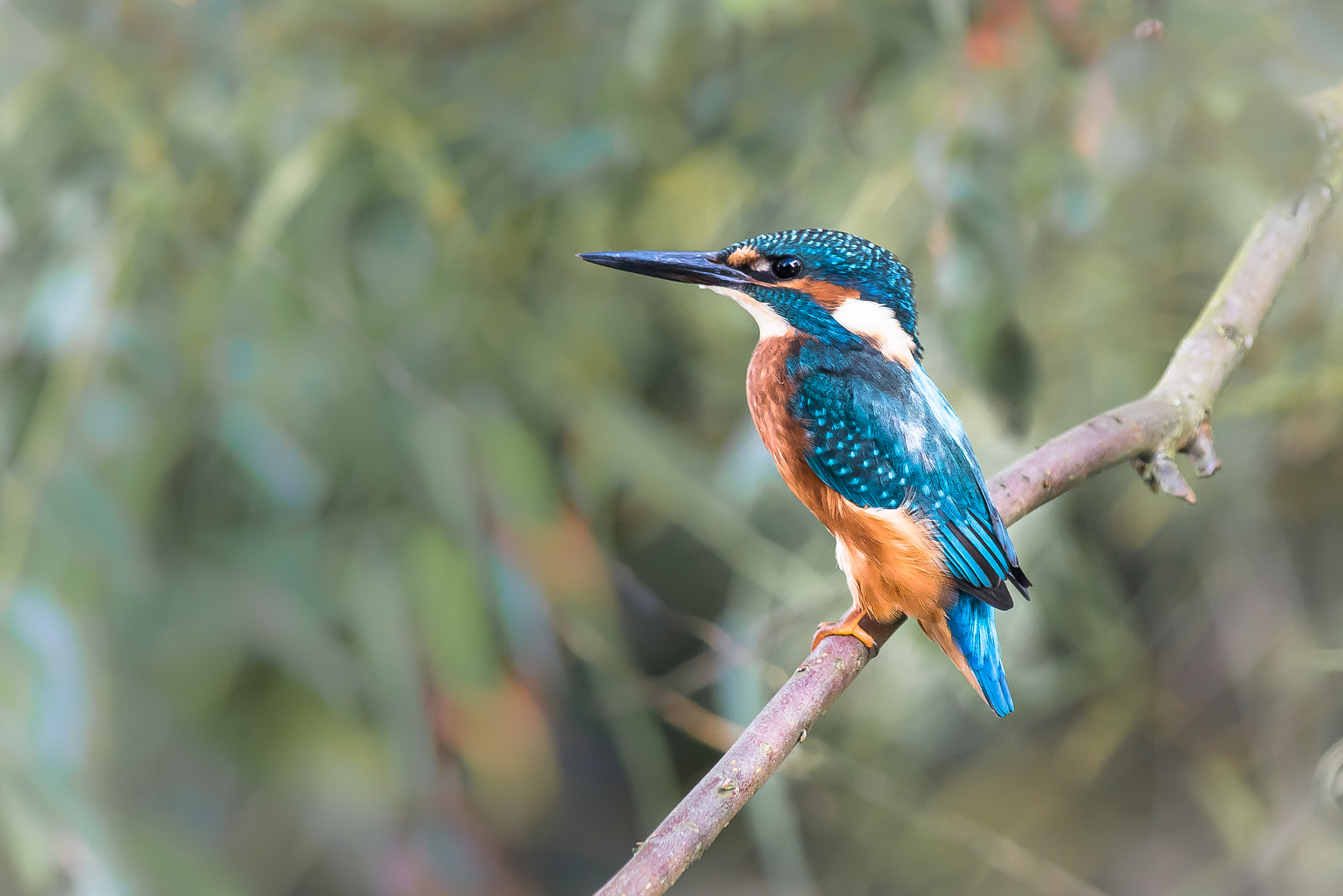 Nikon D800 + Nikon AF-S Nikkor 300mm F4D ED-IF sample photo. Kingfisher...what an amazing bird photography