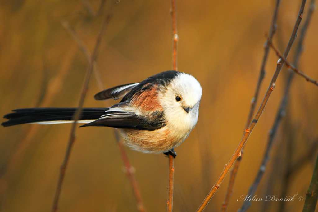 Canon EF 300mm F2.8L IS USM sample photo. Small and delicate as a snowflake photography