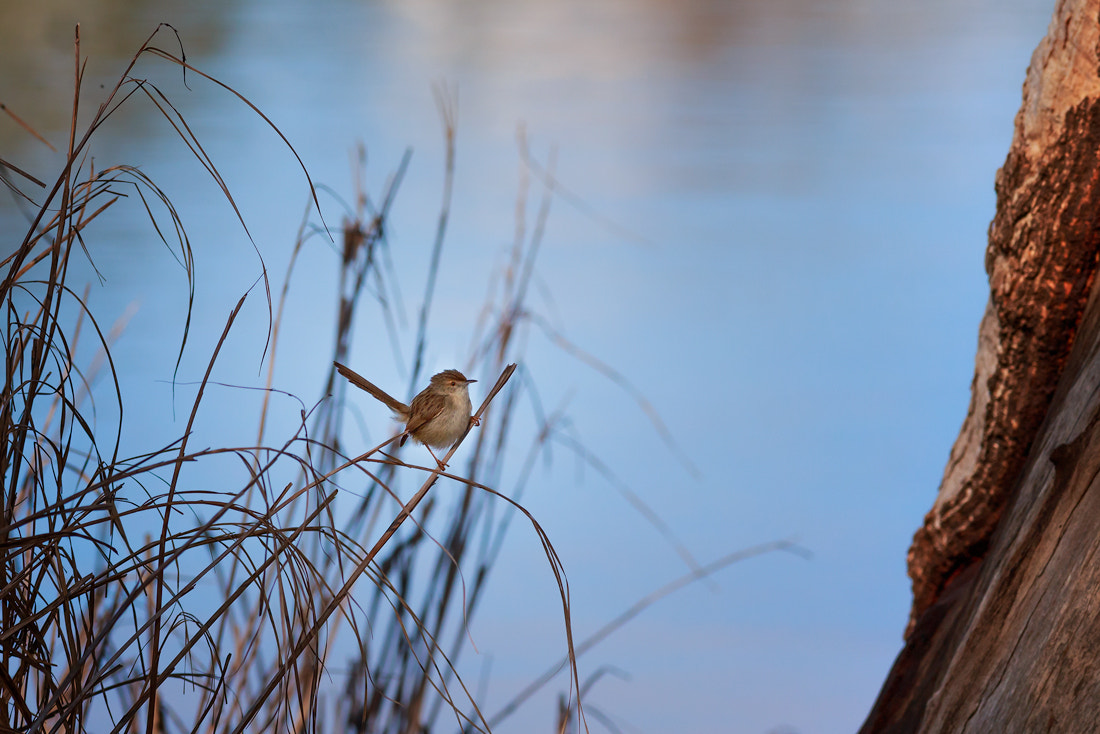 Canon EOS 6D + Canon EF 400mm F5.6L USM sample photo. Eurasian treecreeper photography