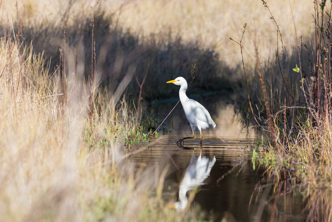 Canon EOS 6D + Canon EF 400mm F5.6L USM sample photo. Cattle egret photography