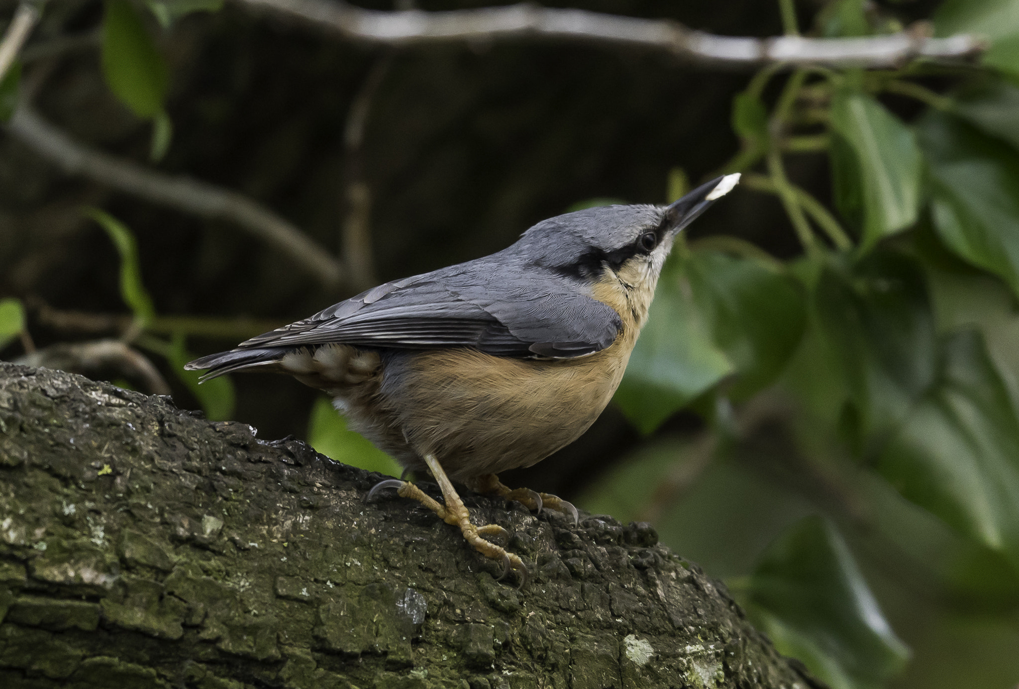 Nikon AF-S Nikkor 500mm F4E FL ED VR sample photo. Dsc photography