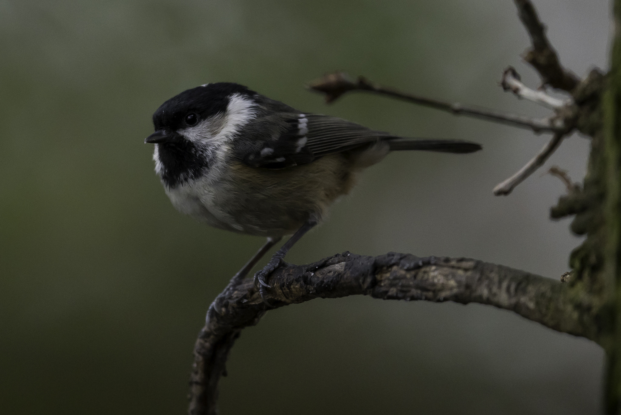 Nikon AF-S Nikkor 500mm F4E FL ED VR sample photo. Dsc photography