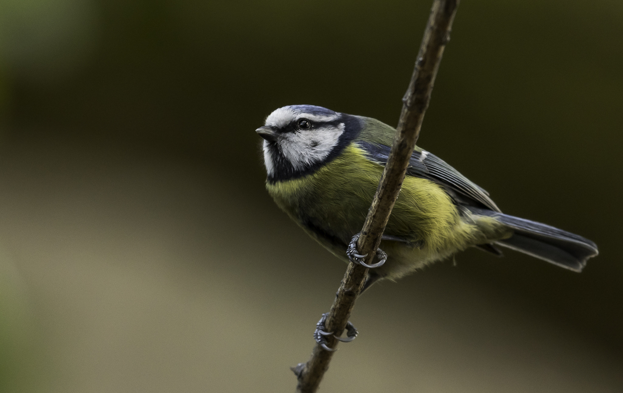 Nikon AF-S Nikkor 500mm F4E FL ED VR sample photo. Dsc photography