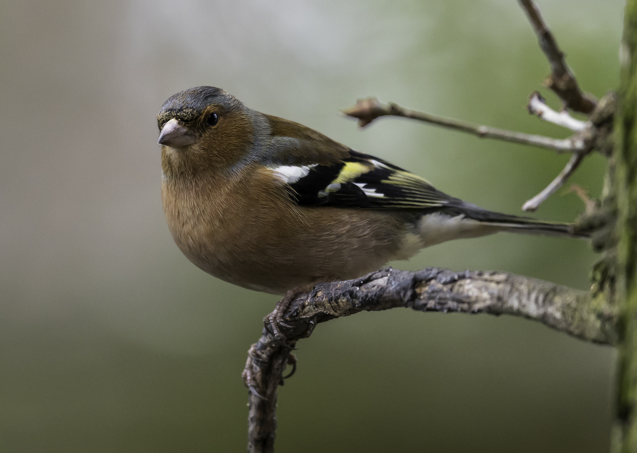 Nikon AF-S Nikkor 500mm F4E FL ED VR sample photo. Dsc photography
