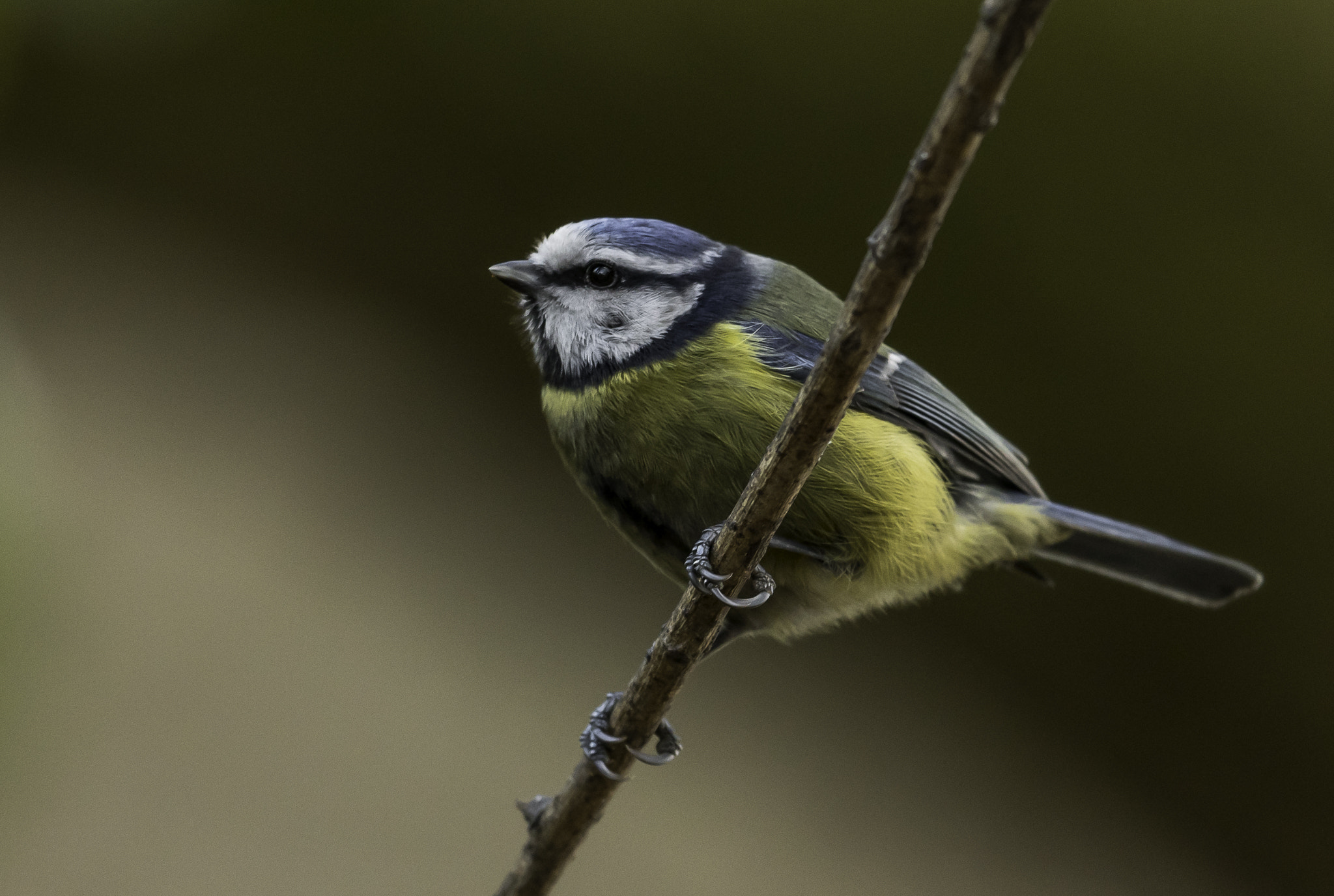 Nikon AF-S Nikkor 500mm F4E FL ED VR sample photo. Dsc photography
