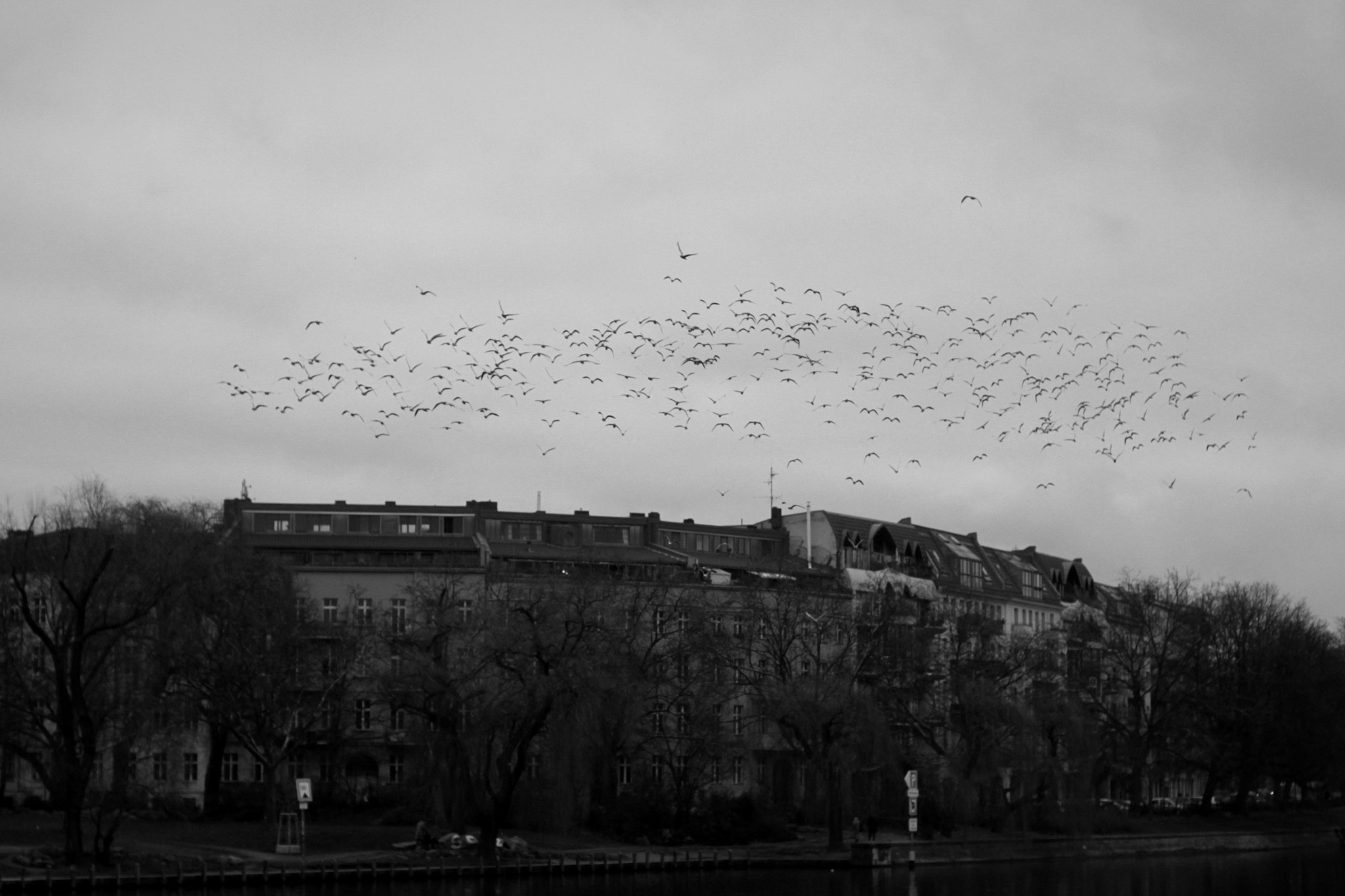 Canon EOS 550D (EOS Rebel T2i / EOS Kiss X4) sample photo. Migration photography