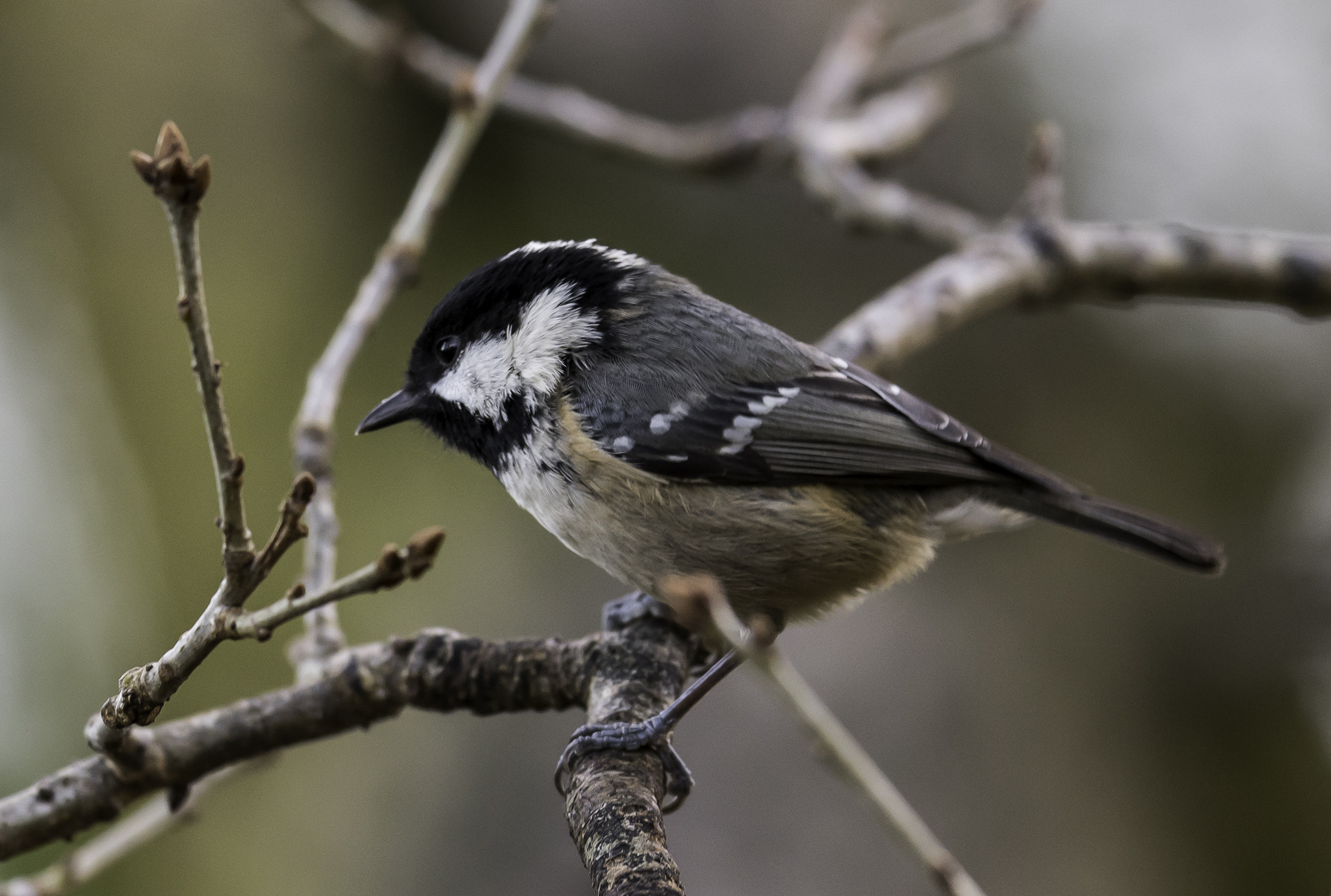 Nikon AF-S Nikkor 500mm F4E FL ED VR sample photo. Dsc photography