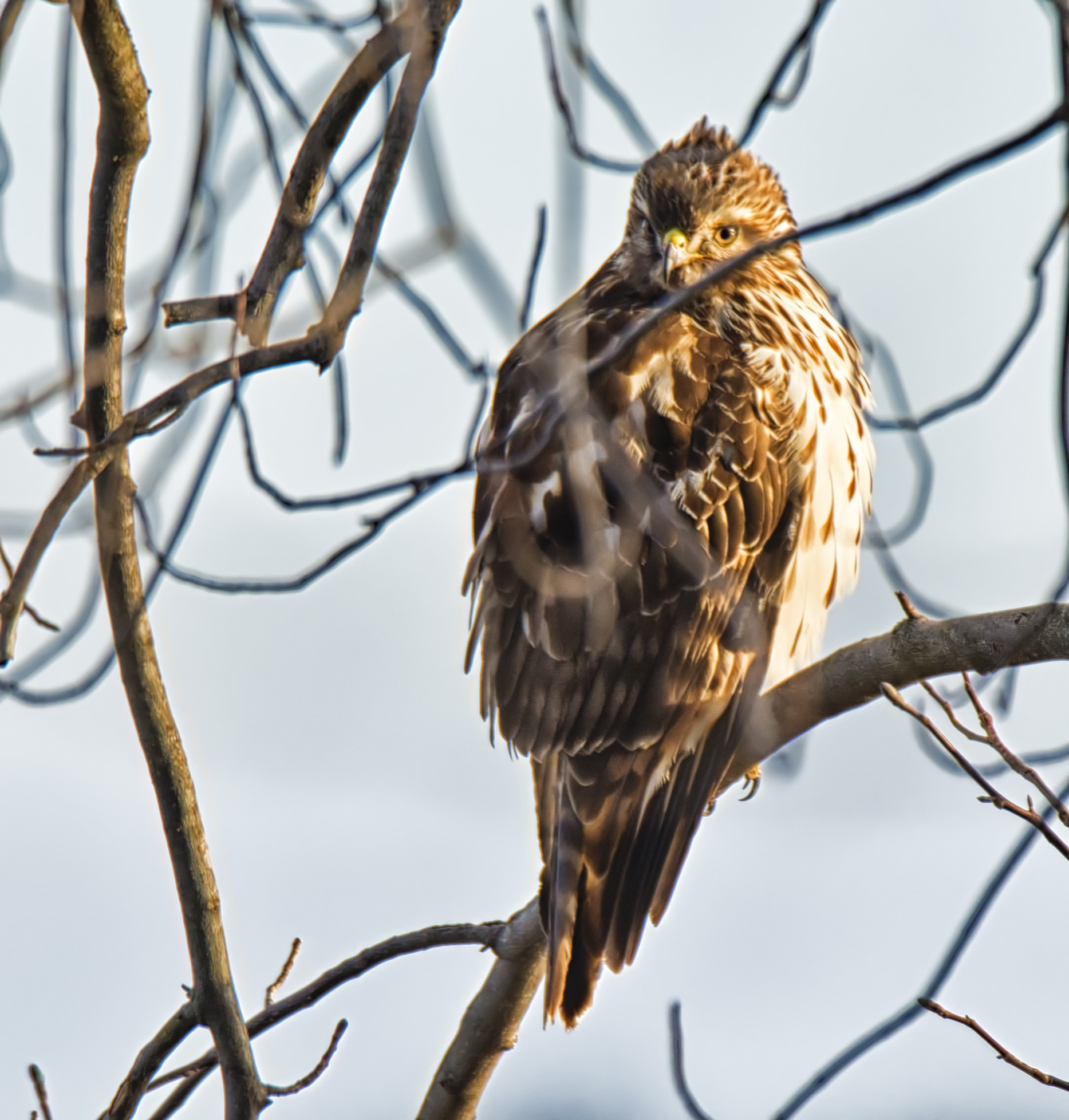 Nikon D800 + Nikon AF-S Nikkor 500mm F4G ED VR sample photo. Here's looking at you. photography