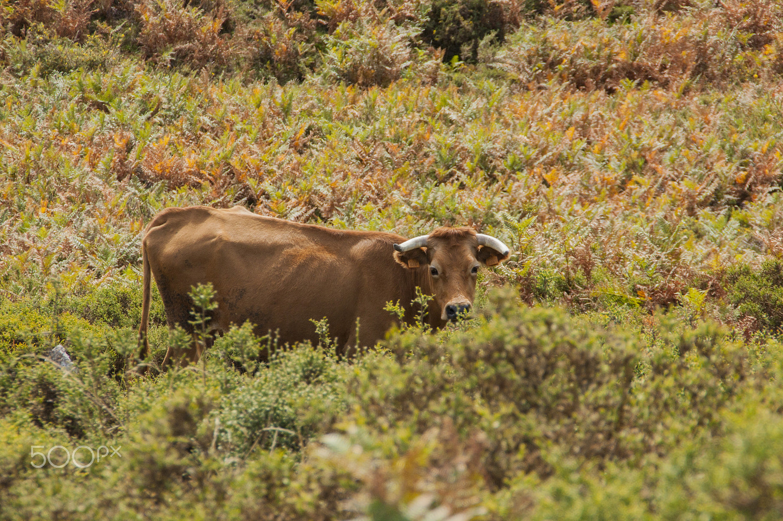 Canon EOS 40D sample photo. Serra da freita photography