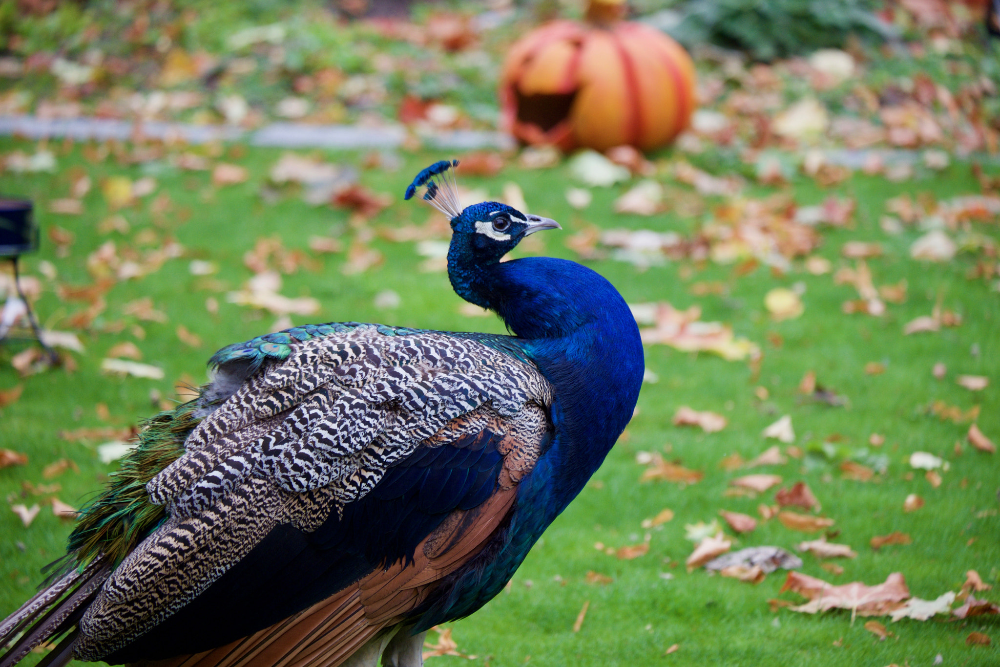 Fujifilm X-T10 + Fujifilm XC 50-230mm F4.5-6.7 OIS II sample photo. Peacock at halloween photography