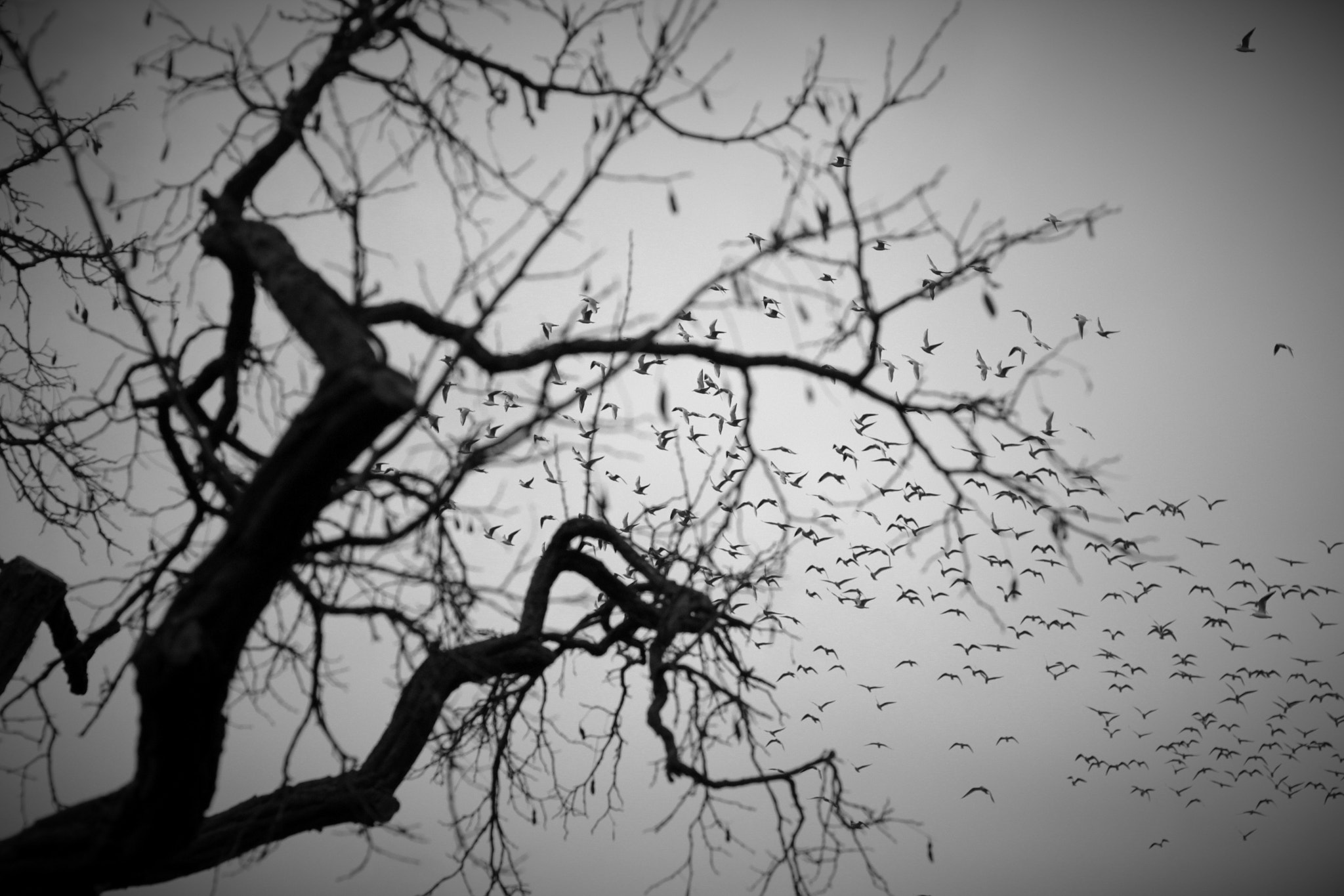 Canon EOS 550D (EOS Rebel T2i / EOS Kiss X4) sample photo. Flies photography