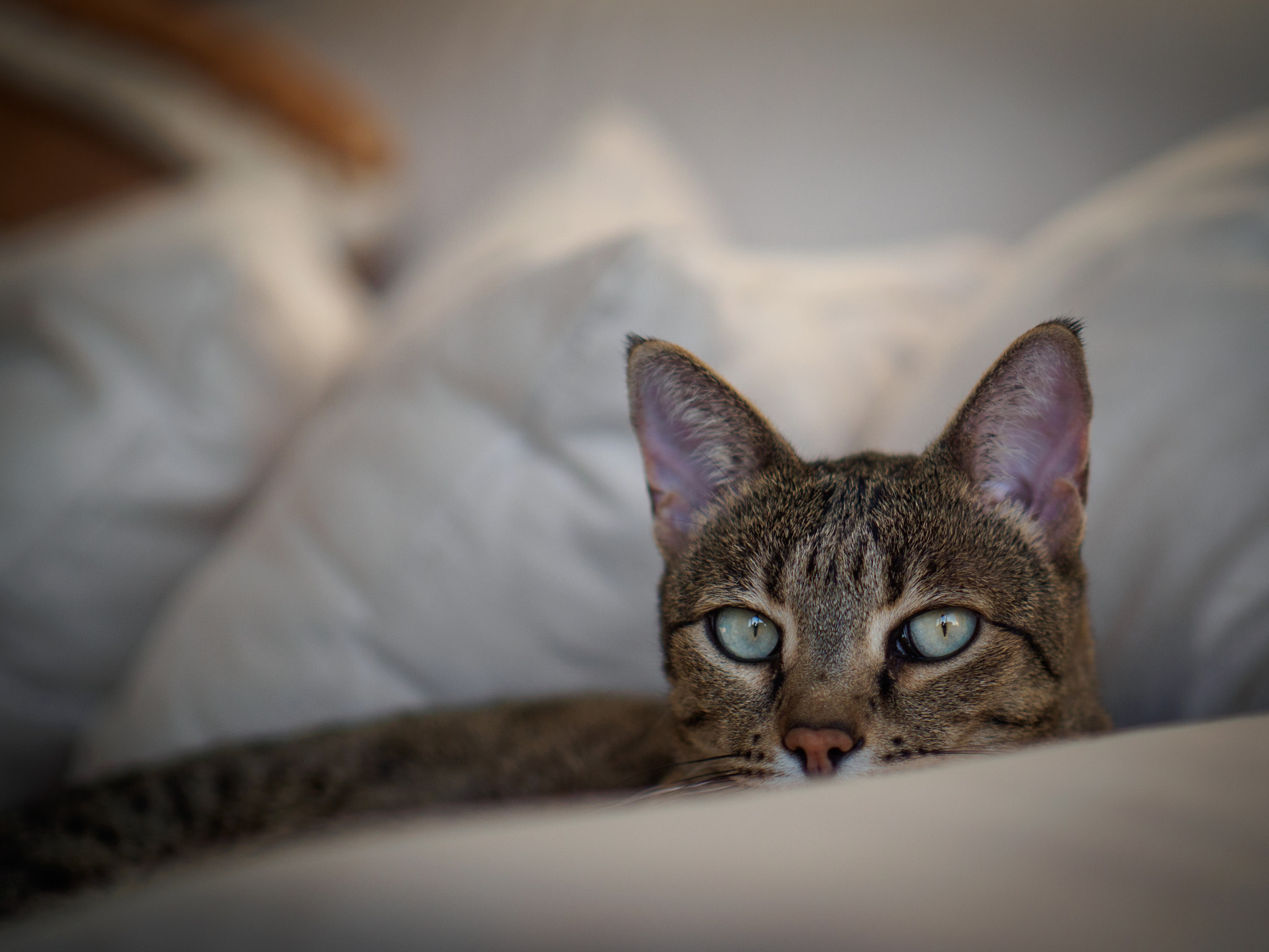 Panasonic Leica DG Nocticron 42.5mm F1.2 ASPH OIS sample photo. Olympus digital camera photography