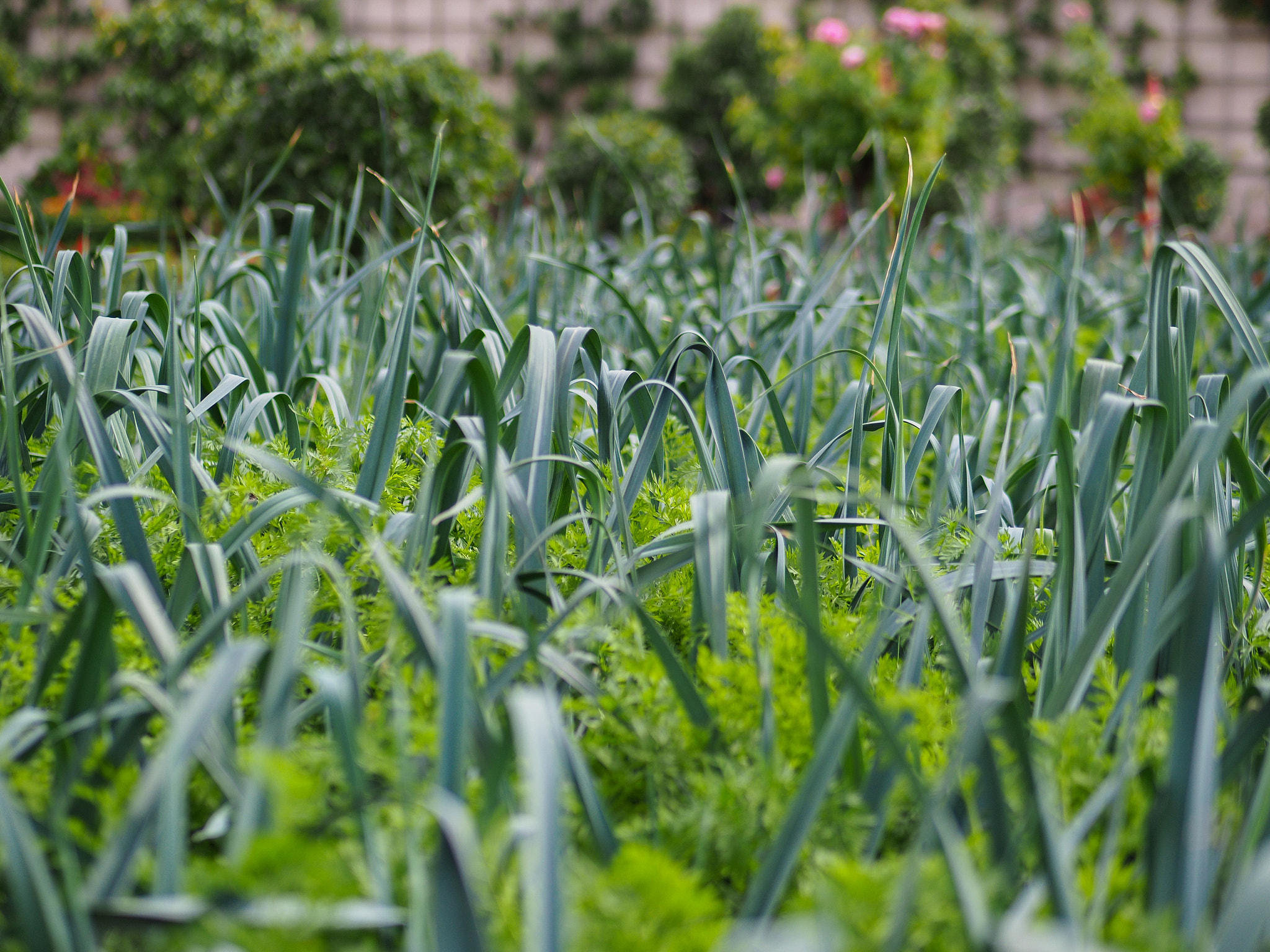 Panasonic Lumix G 42.5mm F1.7 ASPH Power OIS sample photo. Olympus digital camera photography