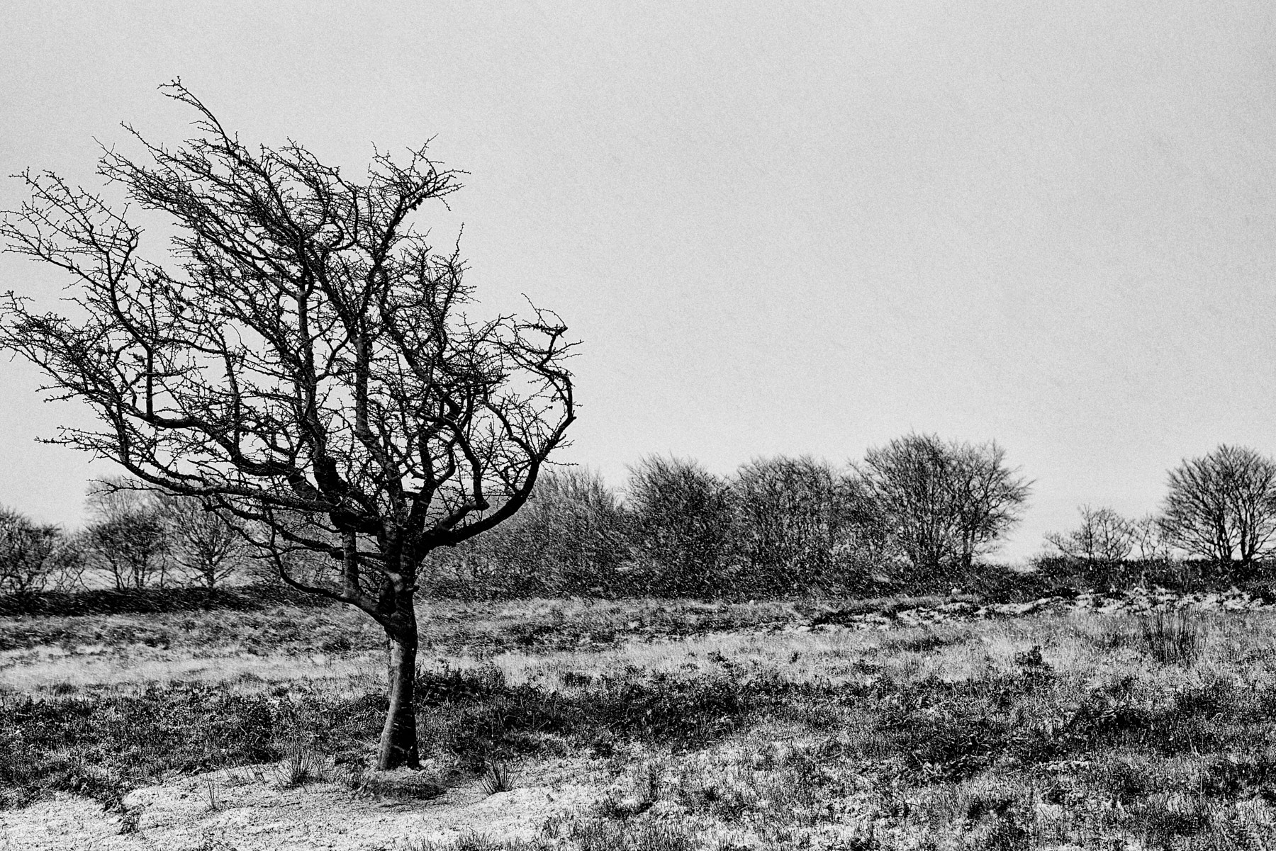 Nikon AF-S Nikkor 50mm F1.8G sample photo. Wintry exmoor photography