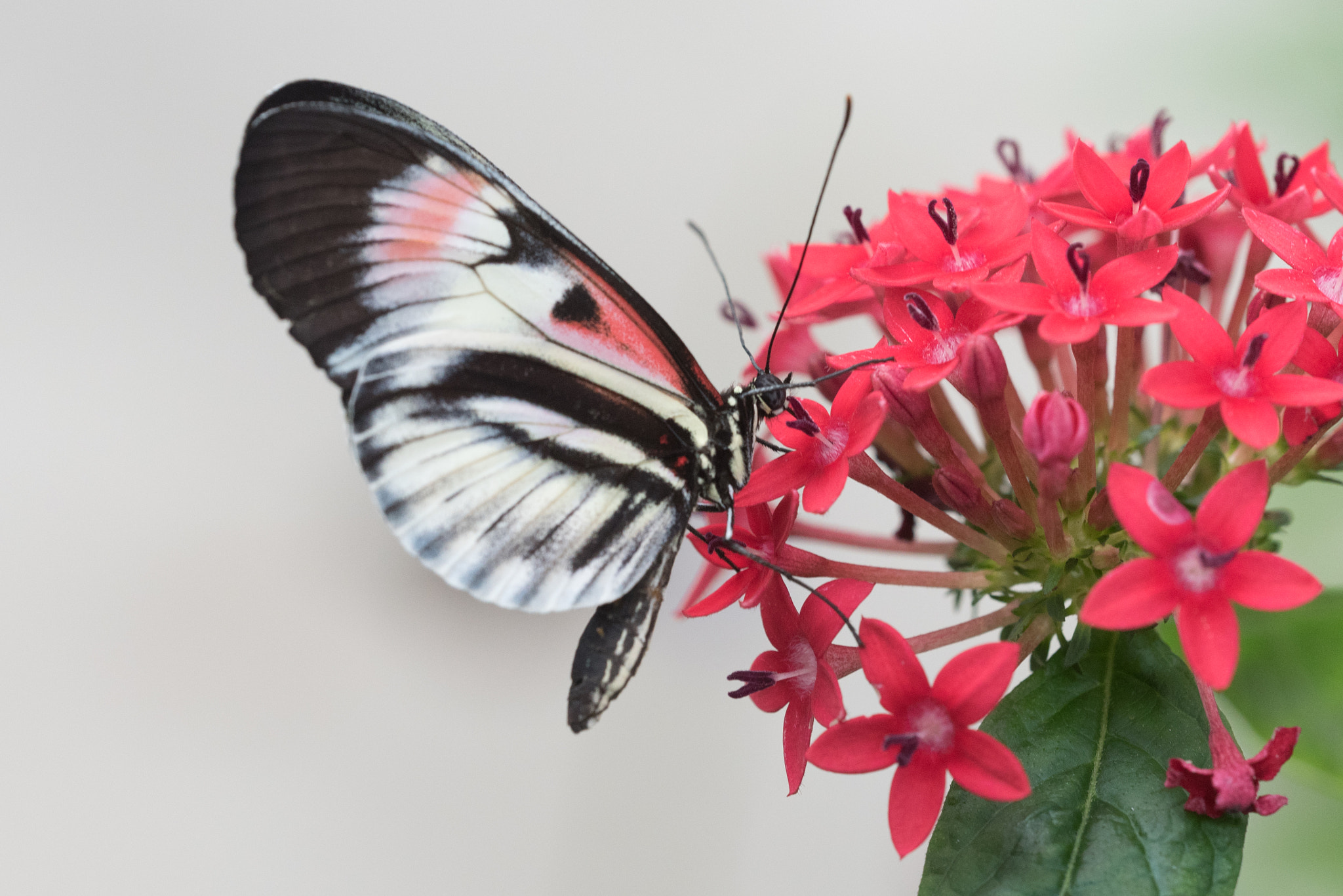 Sigma 150mm F2.8 EX DG OS Macro HSM sample photo. Heliconius butterfly photography