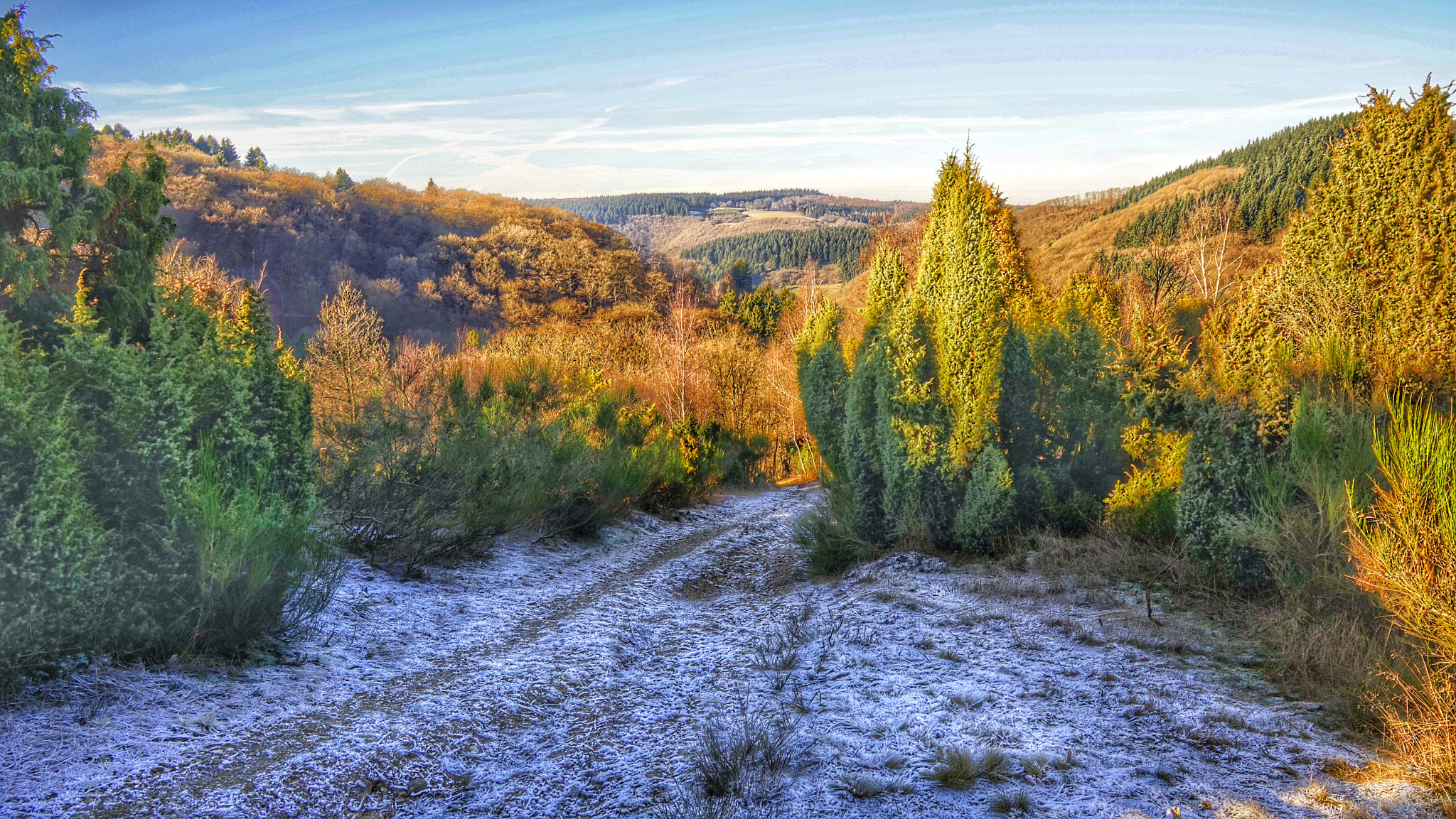 Sony a7R + Sony Vario Tessar T* FE 24-70mm F4 ZA OSS sample photo. Wacholderheide wiwelsberg photography