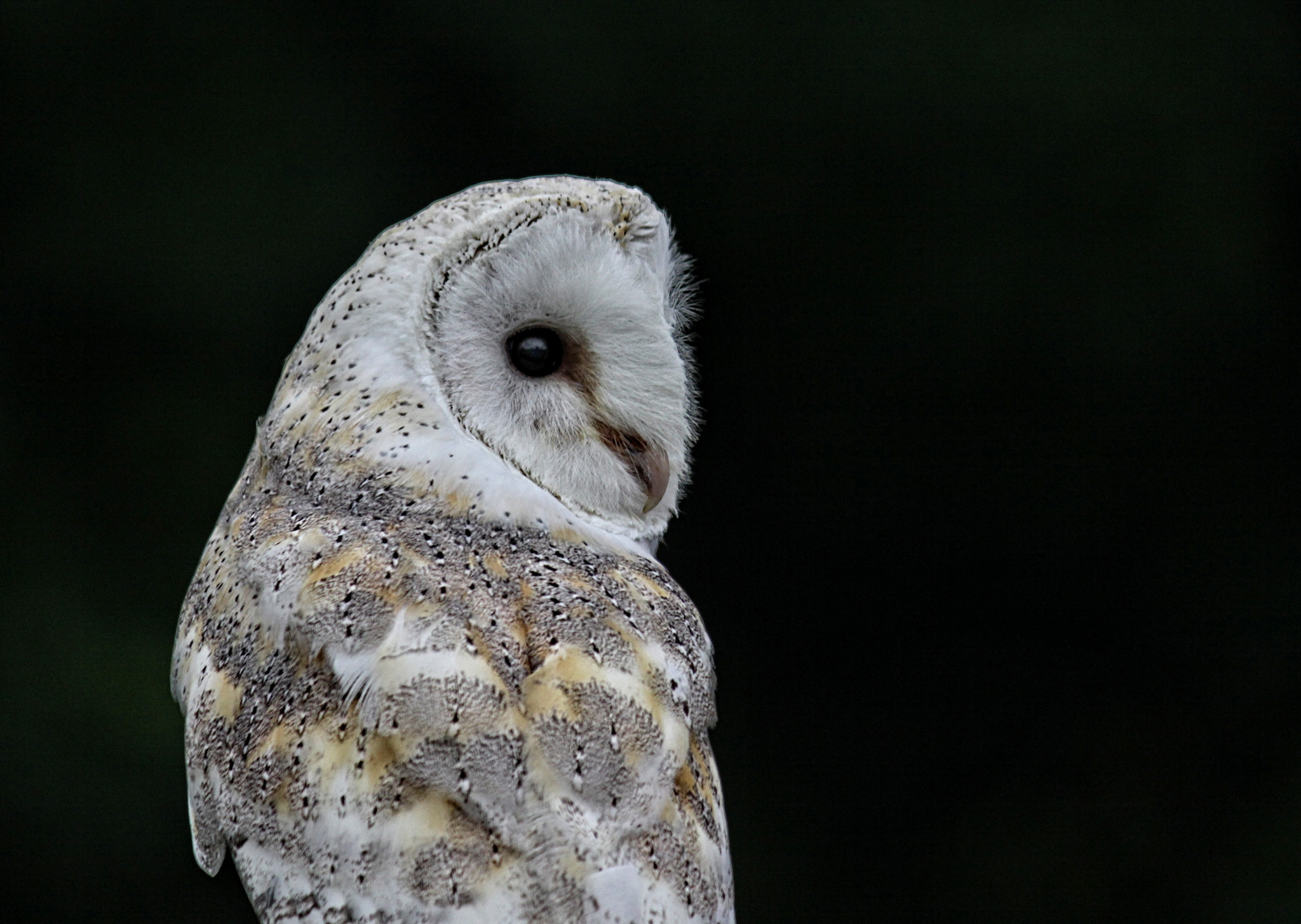 Canon EF-S 55-250mm F4-5.6 IS sample photo. Rf 68 photography