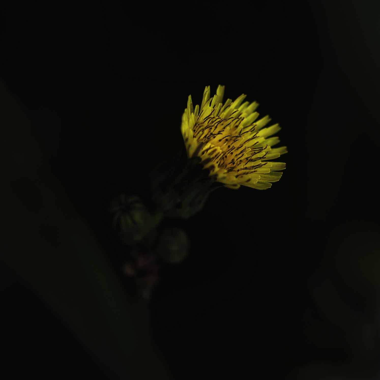 Sigma 150mm f/2.8 EX DG OS HSM APO Macro sample photo. Bloem photography