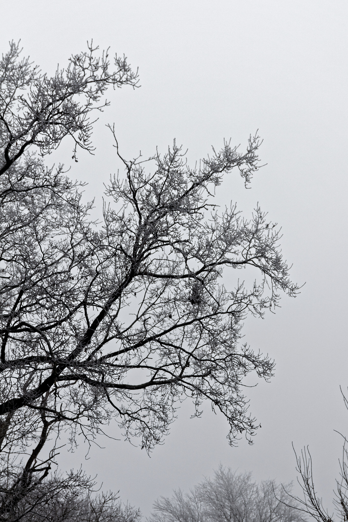 Sigma 17-70mm F2.8-4 DC Macro OS HSM sample photo. Branches photography