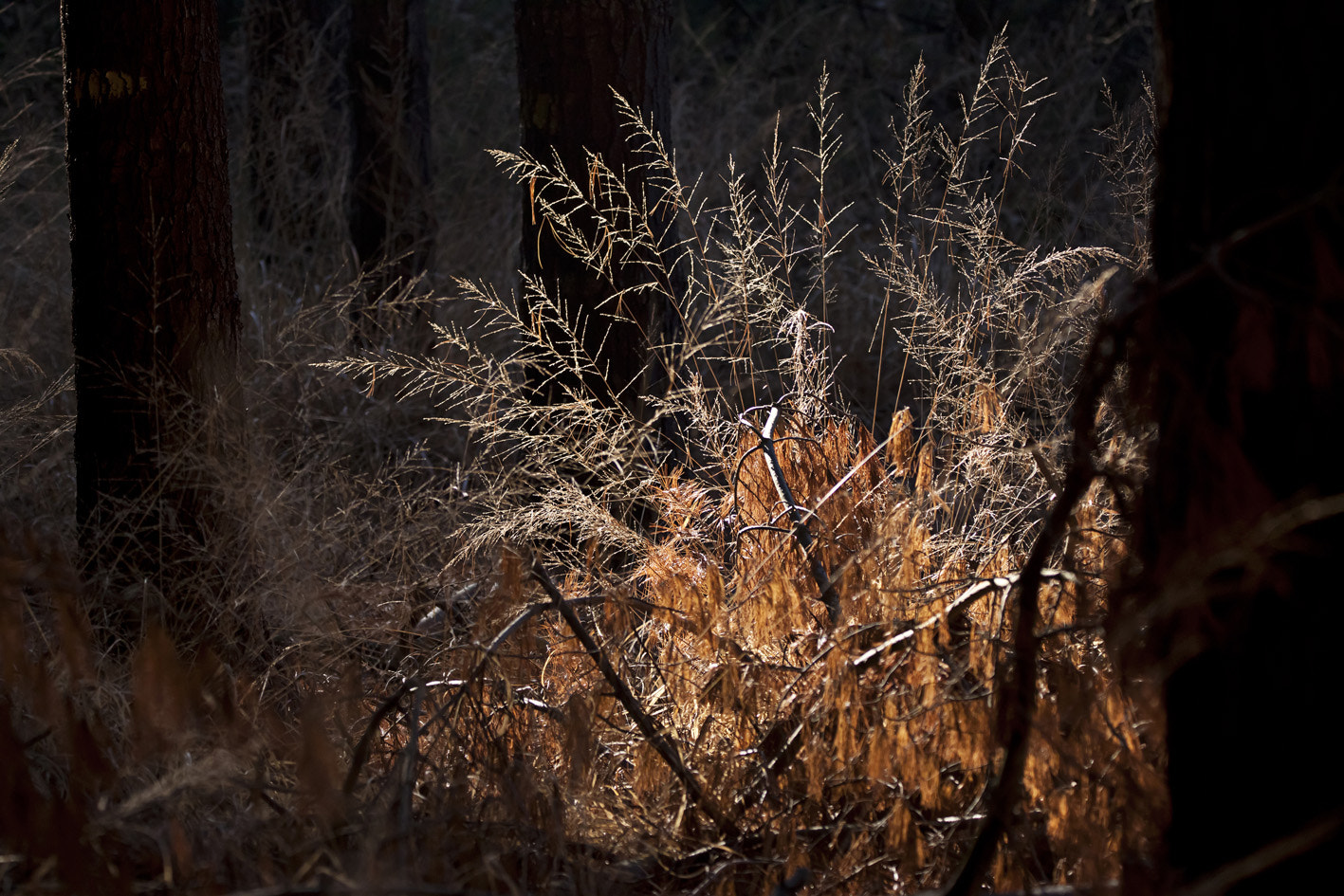 150-600mm F5-6.3 DG OS HSM | Contemporary 015 sample photo. The last light 2016 photography