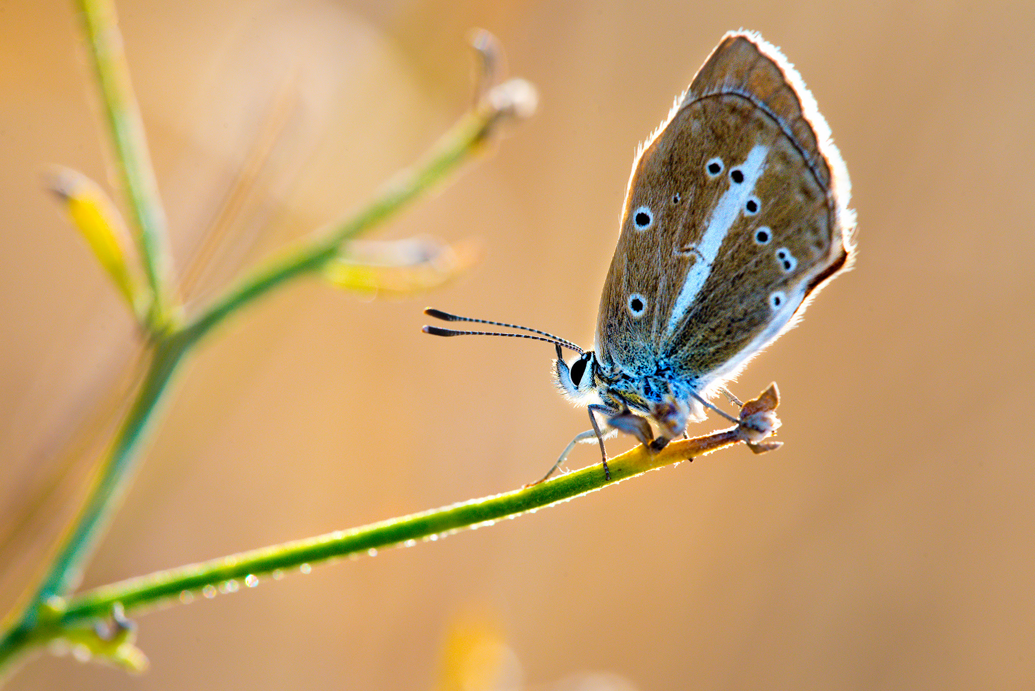 Sigma 150mm F2.8 EX DG Macro HSM sample photo. Butterfly photography