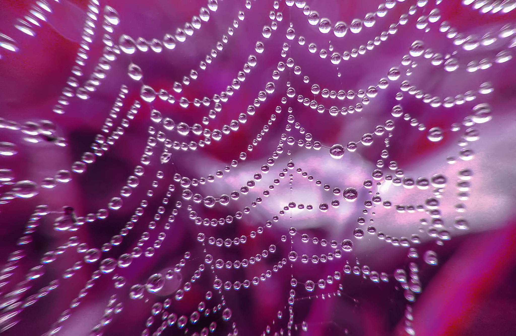 Sony Xperia L sample photo. Dew point in spiderweb photography
