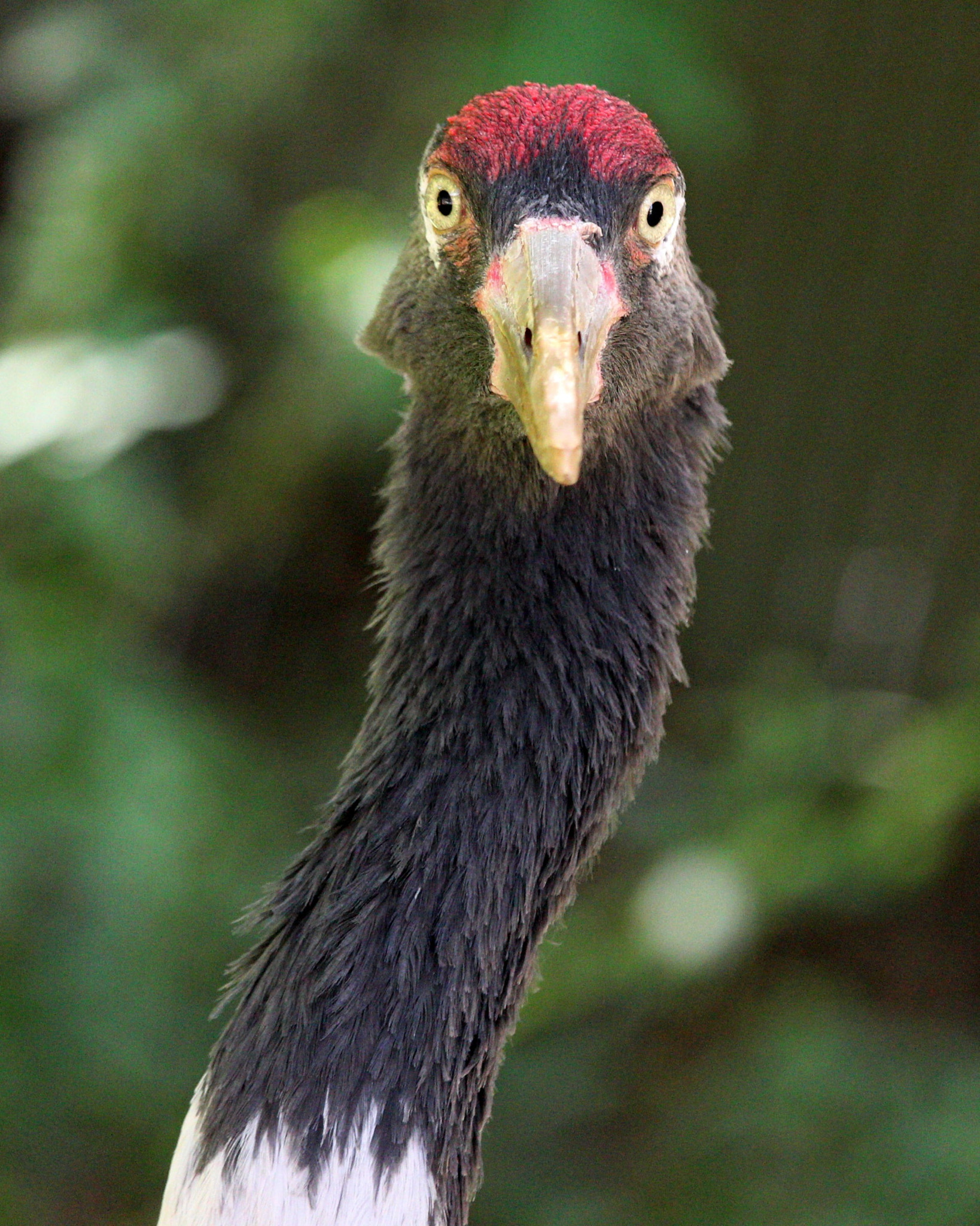Canon EF-S 55-250mm F4-5.6 IS STM sample photo. 2017, i'm watchin you! photography