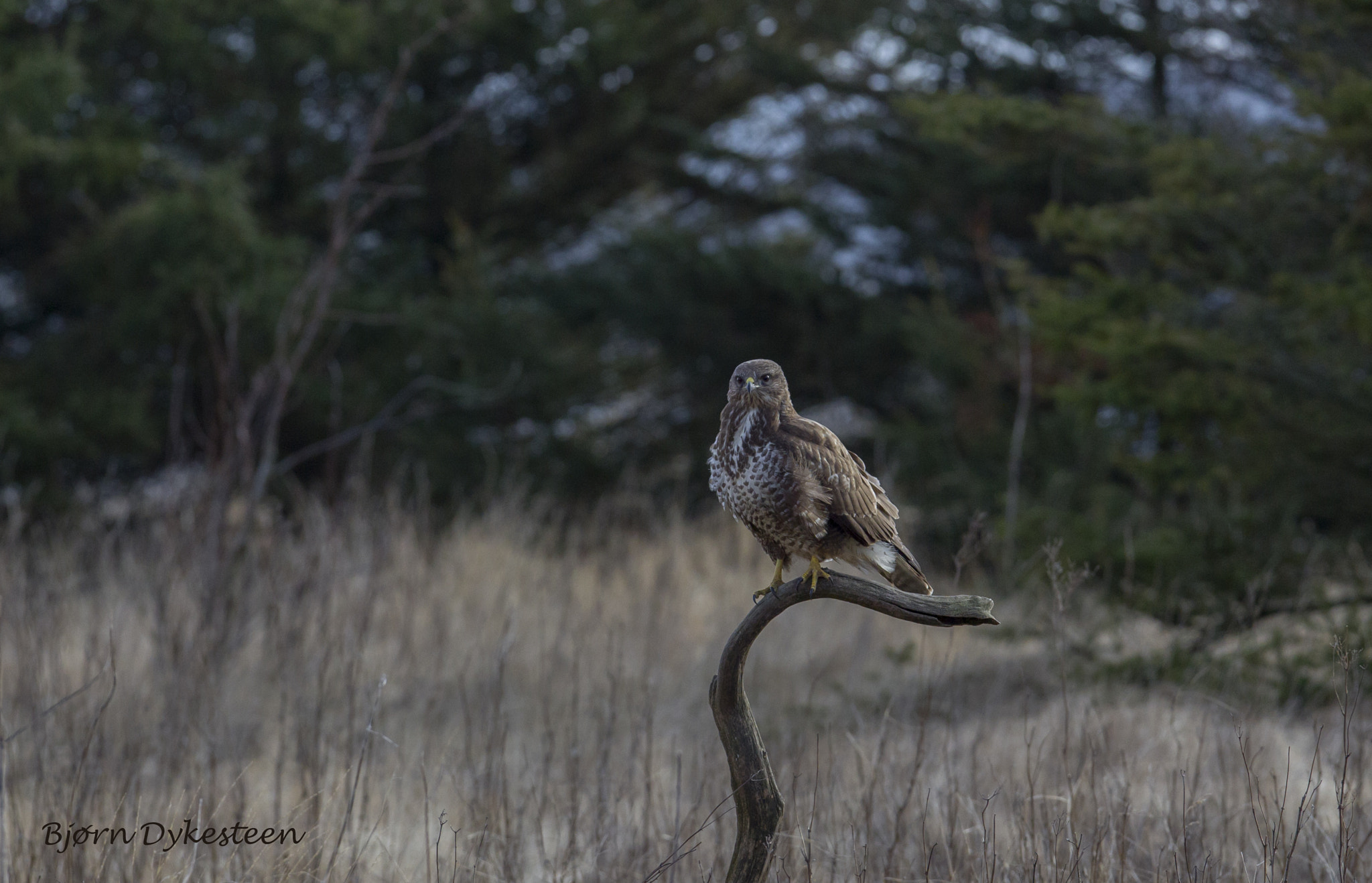 Canon EOS-1D Mark IV + Canon EF 300mm F2.8L IS USM sample photo. Buzzard female photography