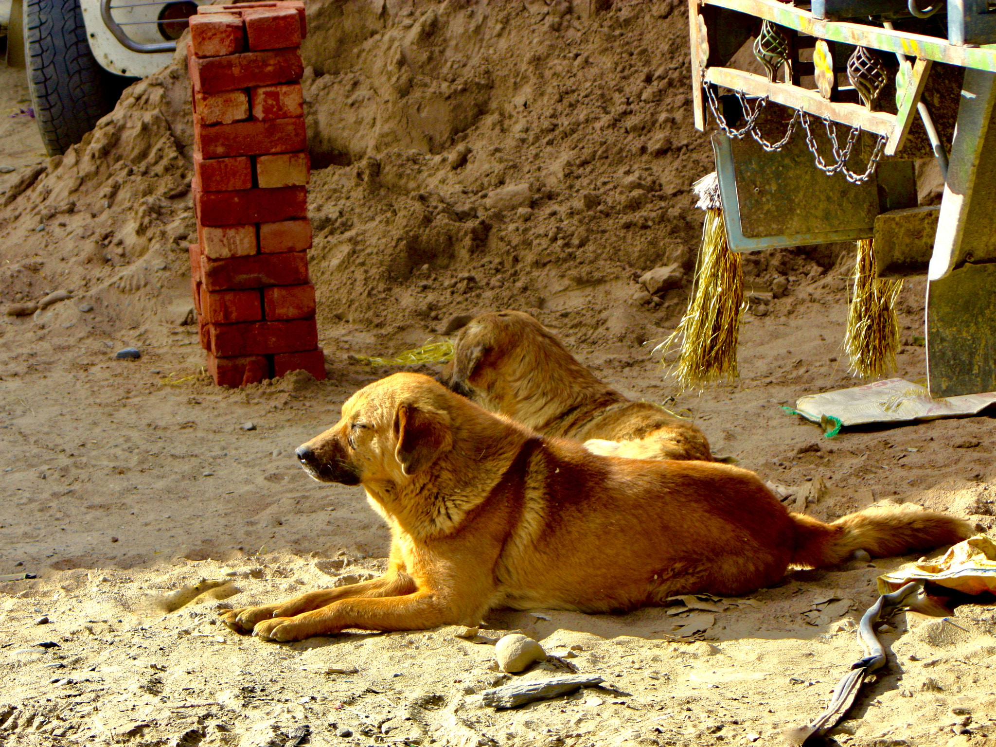 Canon EF 28-80mm f/3.5-5.6 sample photo. Mountain dogs of himachal, india. photography