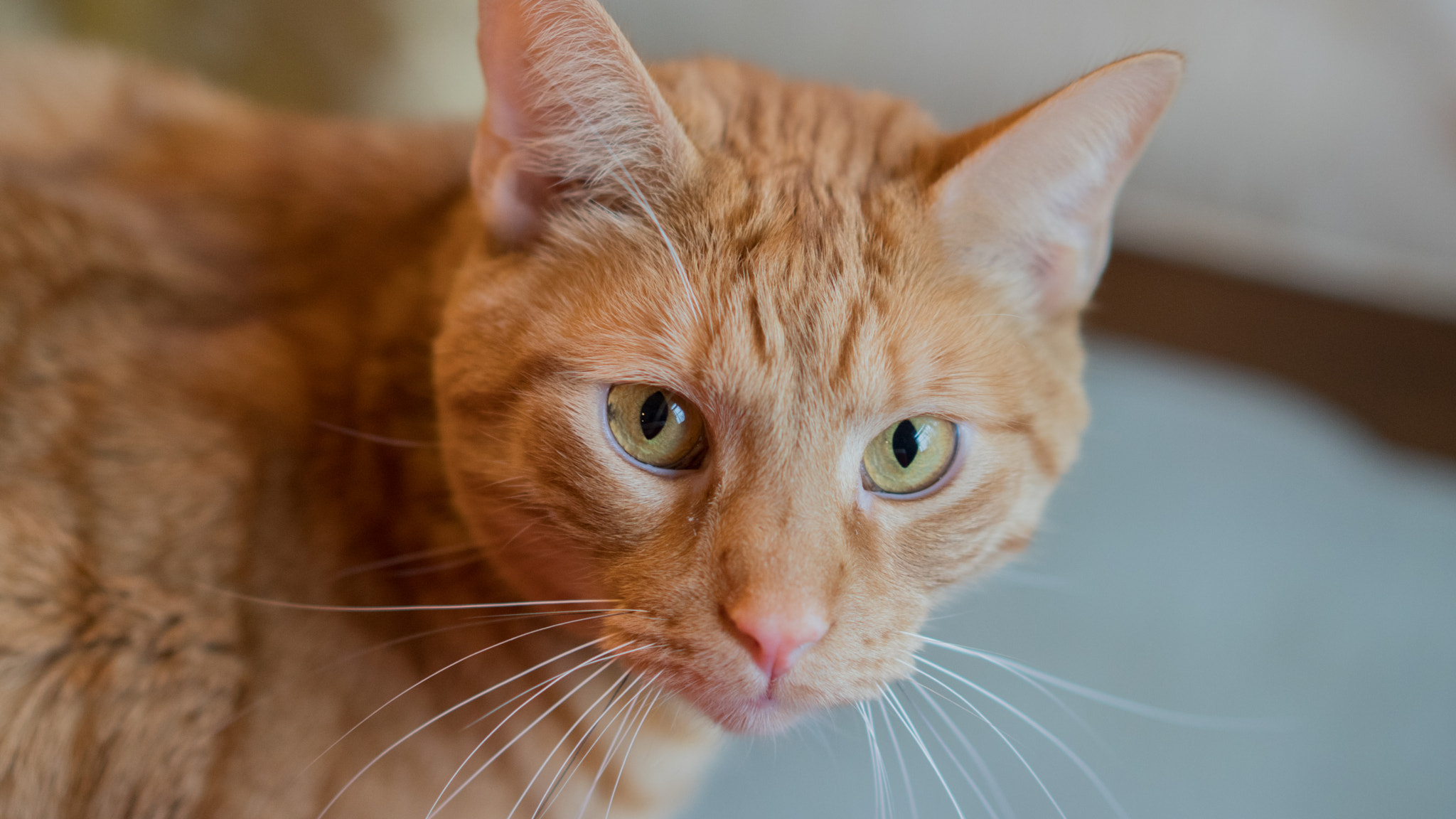 Sony a6300 + Sony Sonnar T* FE 55mm F1.8 ZA sample photo. Watson photography