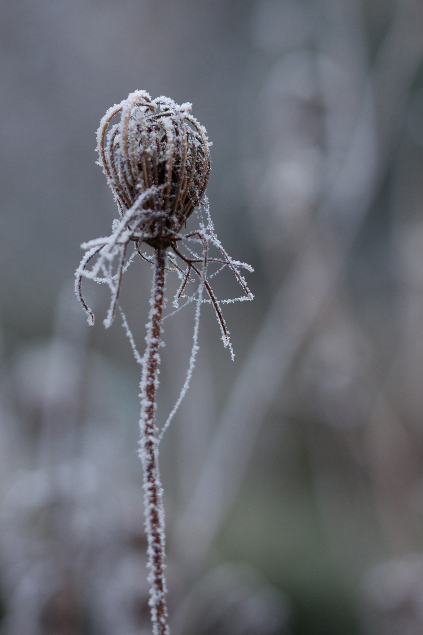 Canon EF 100mm F2.8 Macro USM sample photo. Figée (motionless) photography