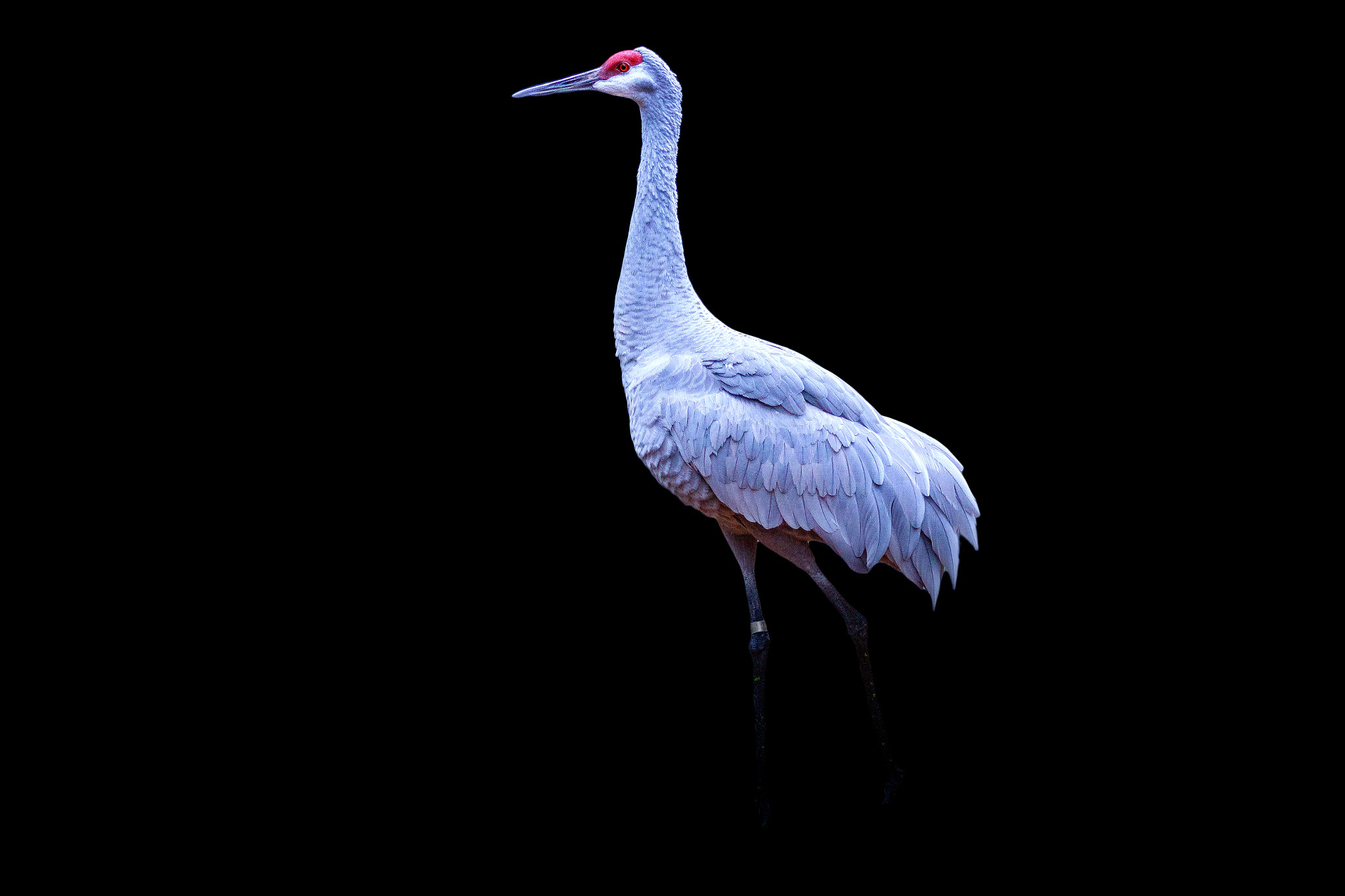 Canon EF 75-300mm f/4-5.6 USM sample photo. Sandhill crane portrait photography