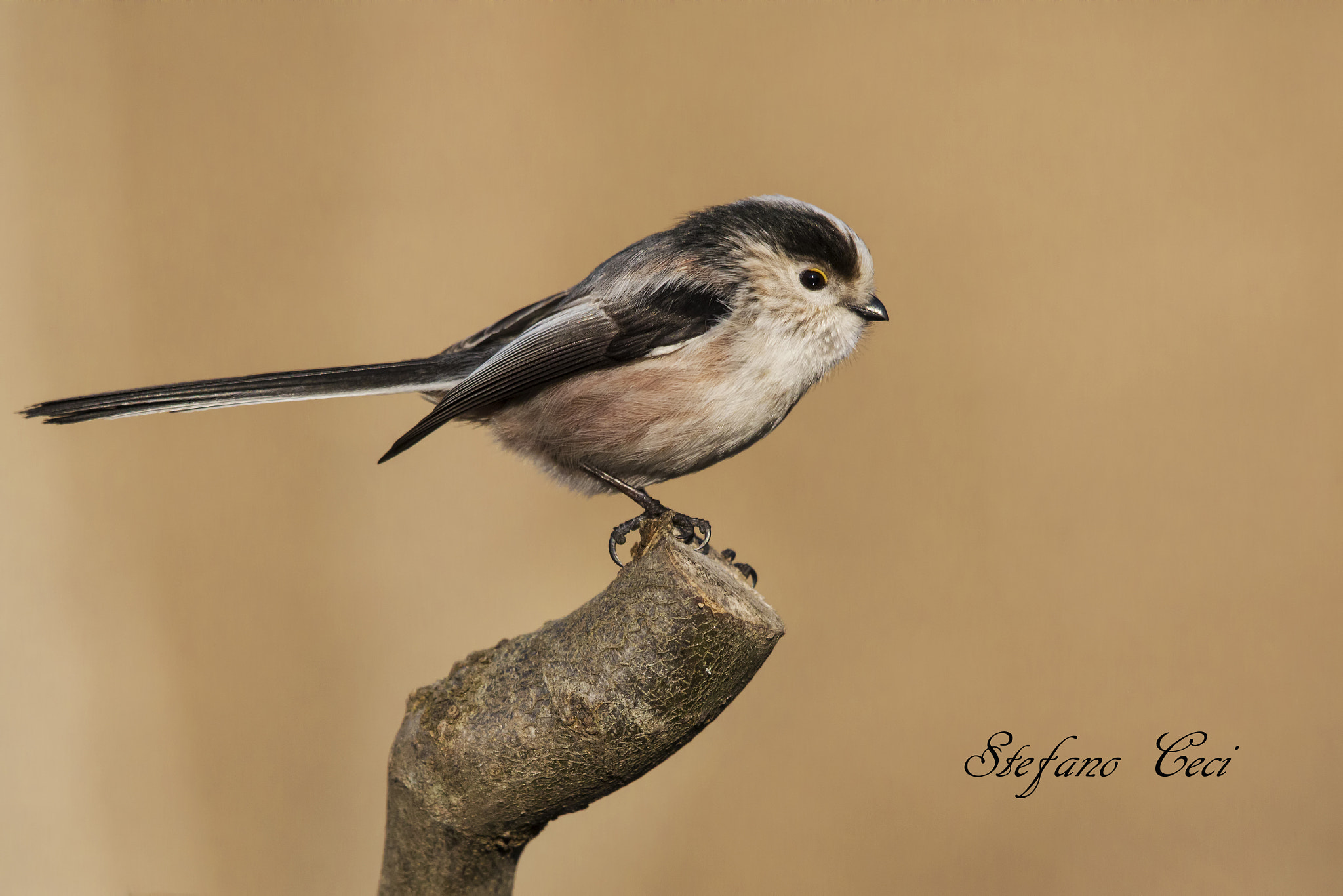 Canon EF 500mm F4L IS II USM sample photo. Codibugnolo (long-tailed tit) photography