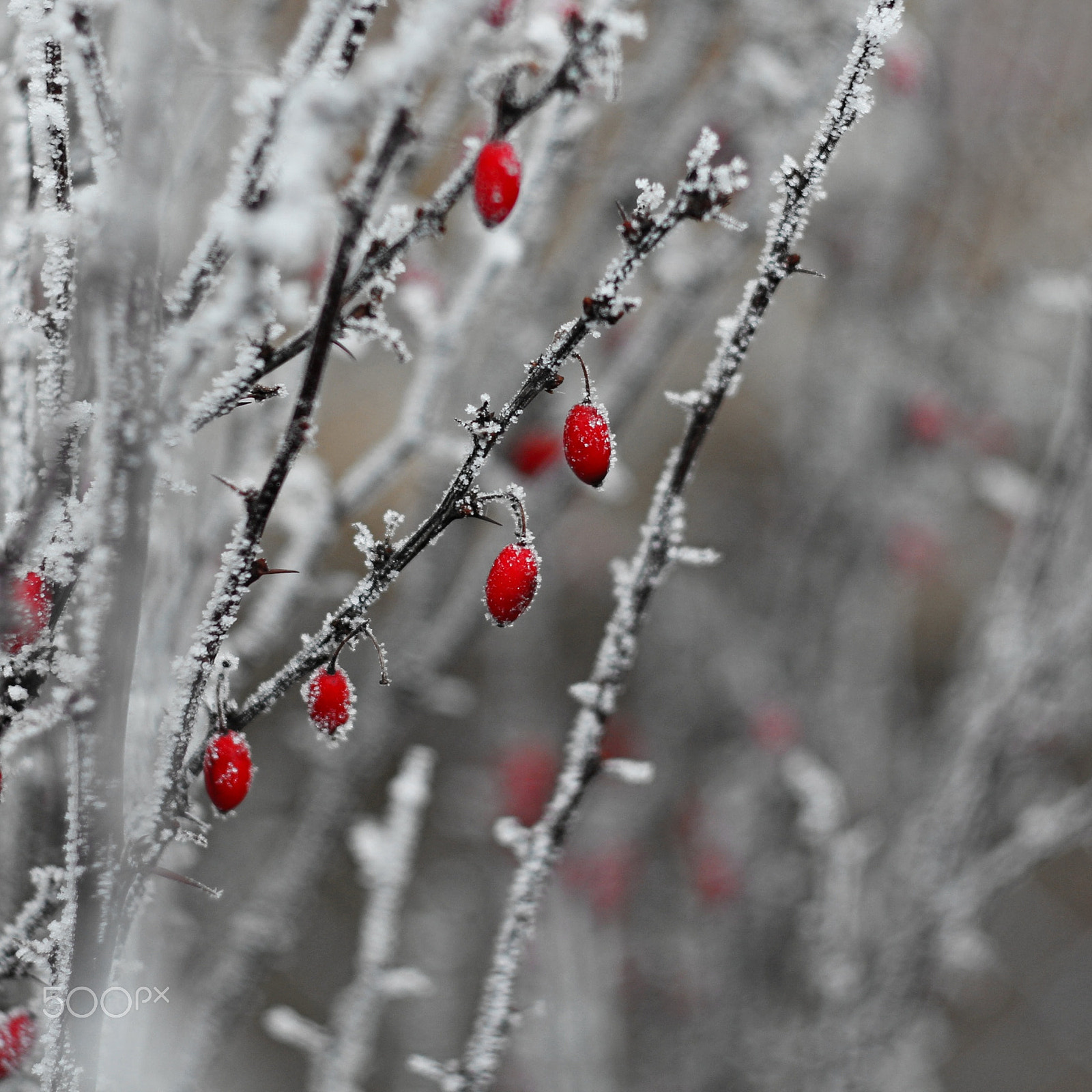 Canon EF 35-80mm f/4-5.6 sample photo. First day of new year photography