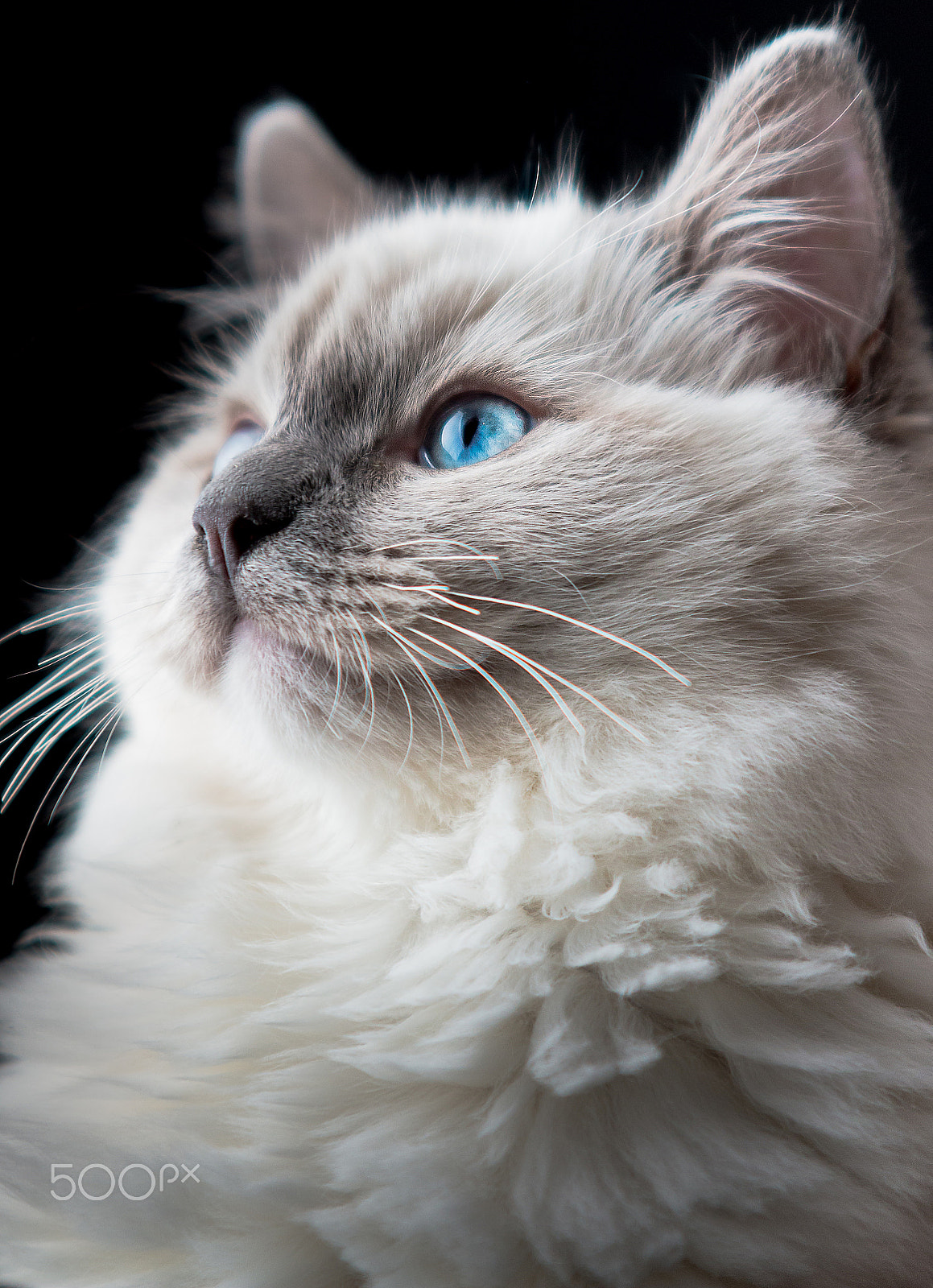 Sigma 70-200mm F2.8 EX DG OS HSM sample photo. Fiocca iii photography