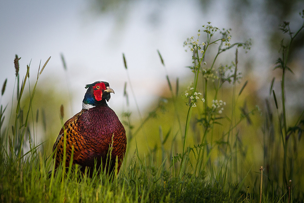 Canon EOS 7D + Canon EF 300mm F4L IS USM sample photo. The common pheasant photography