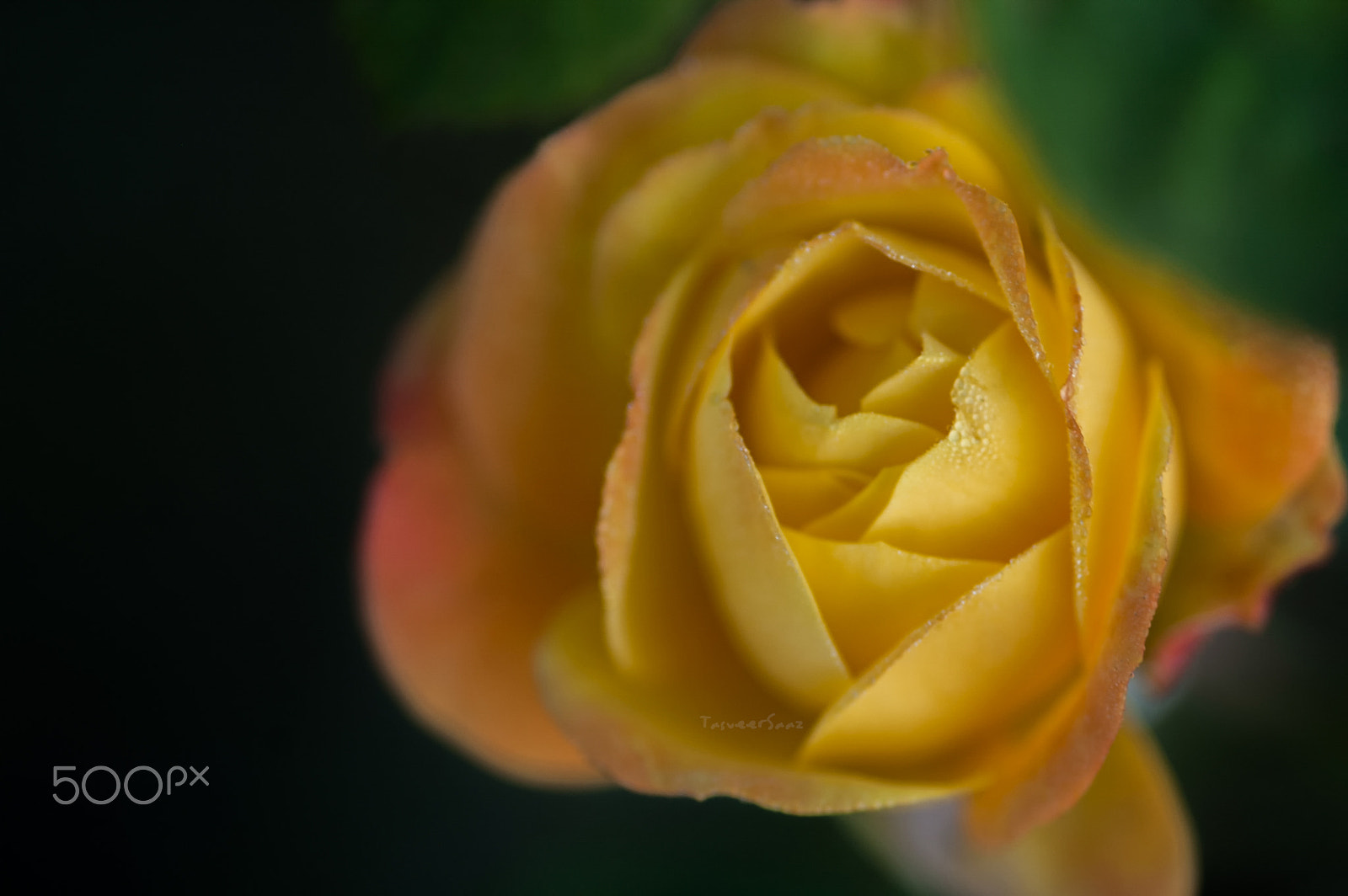 Nikon D70 sample photo. Yellow rose photography