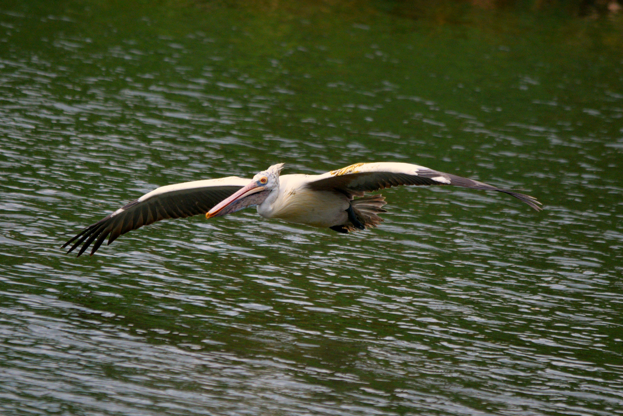 Sigma 150-500mm F5-6.3 DG OS HSM sample photo. Pelicans cross flight photography