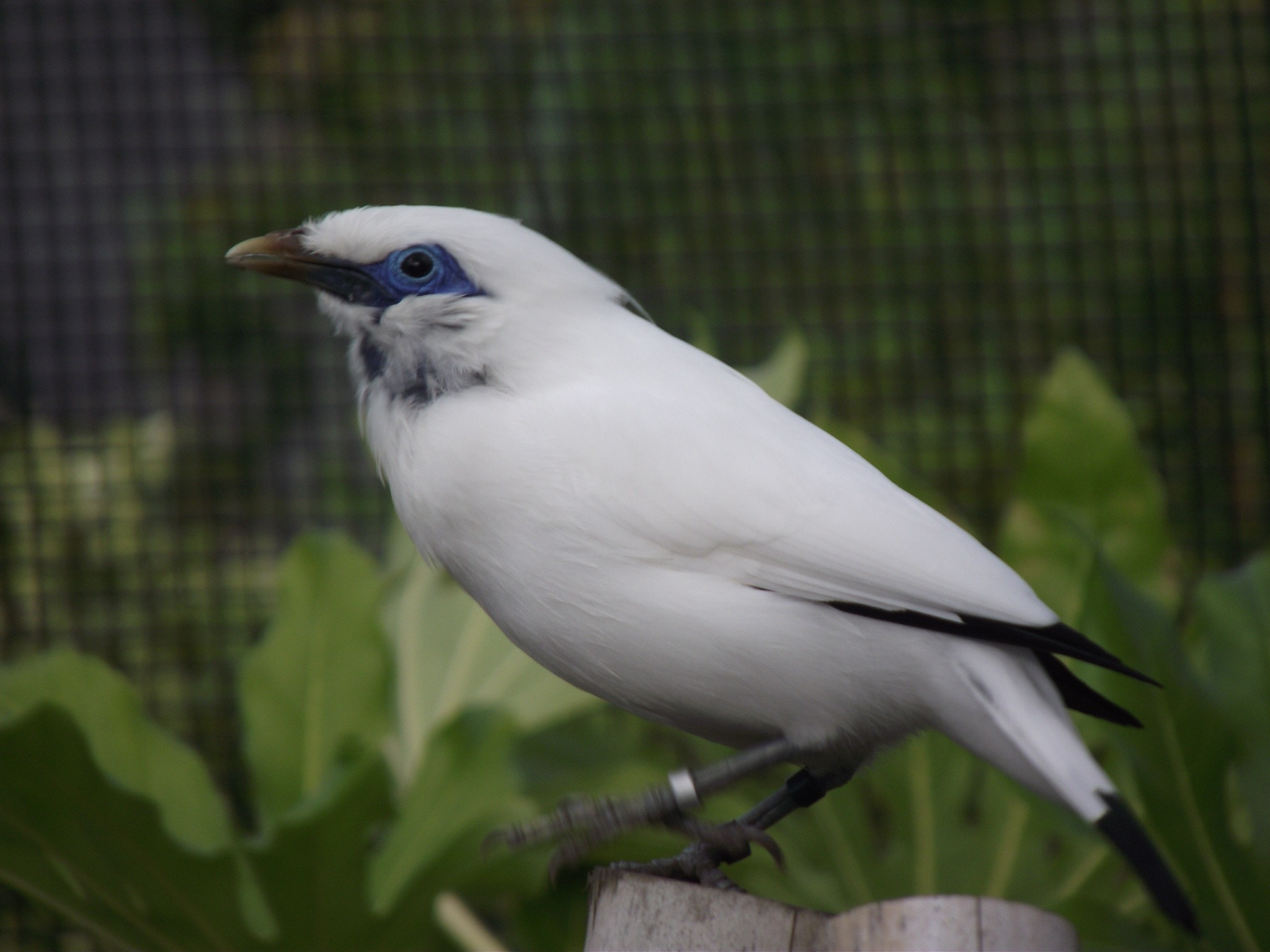 Fujifilm FinePix S2750HD sample photo. This from when we went to chester zoo photography