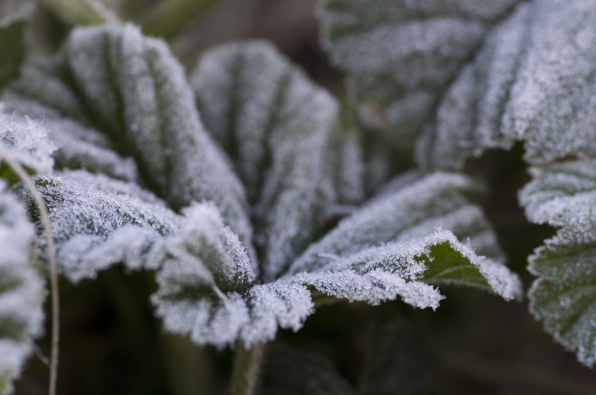 Pentax smc D-FA 100mm F2.8 Macro WR sample photo. Frozen leaf photography
