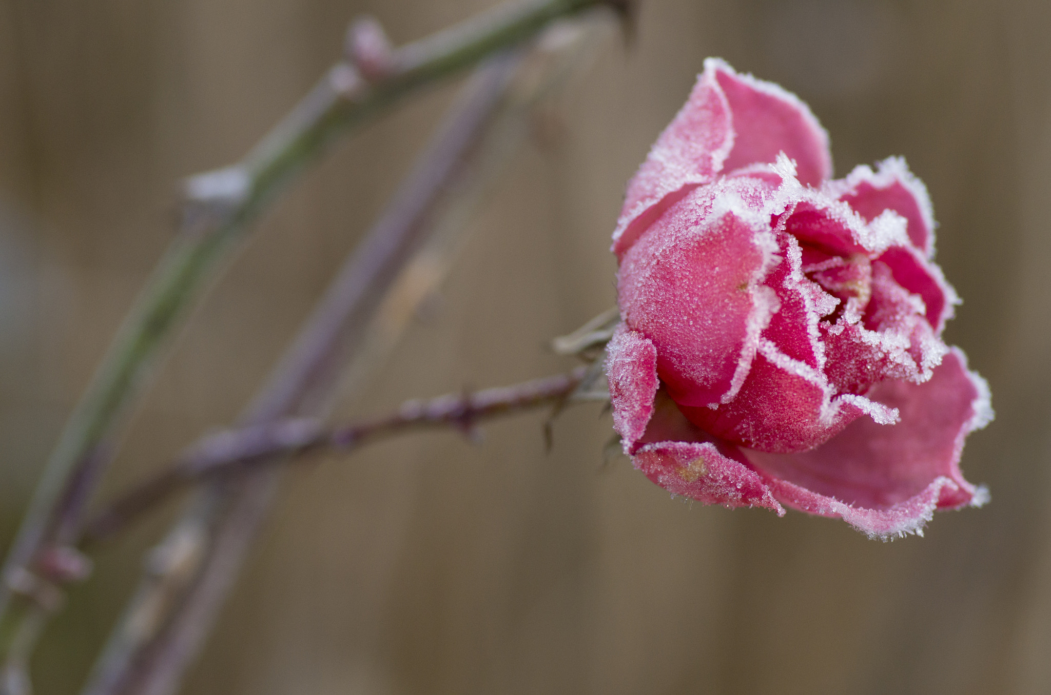 Pentax K-30 + Pentax smc D-FA 100mm F2.8 Macro WR sample photo. Icy rose (i) photography