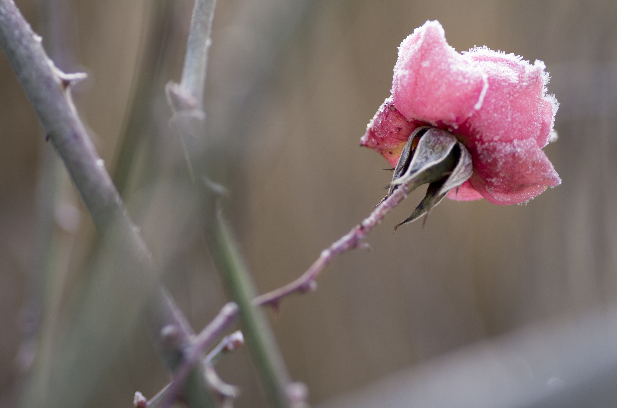 Pentax smc D-FA 100mm F2.8 Macro WR sample photo. Icy rose (ii) photography