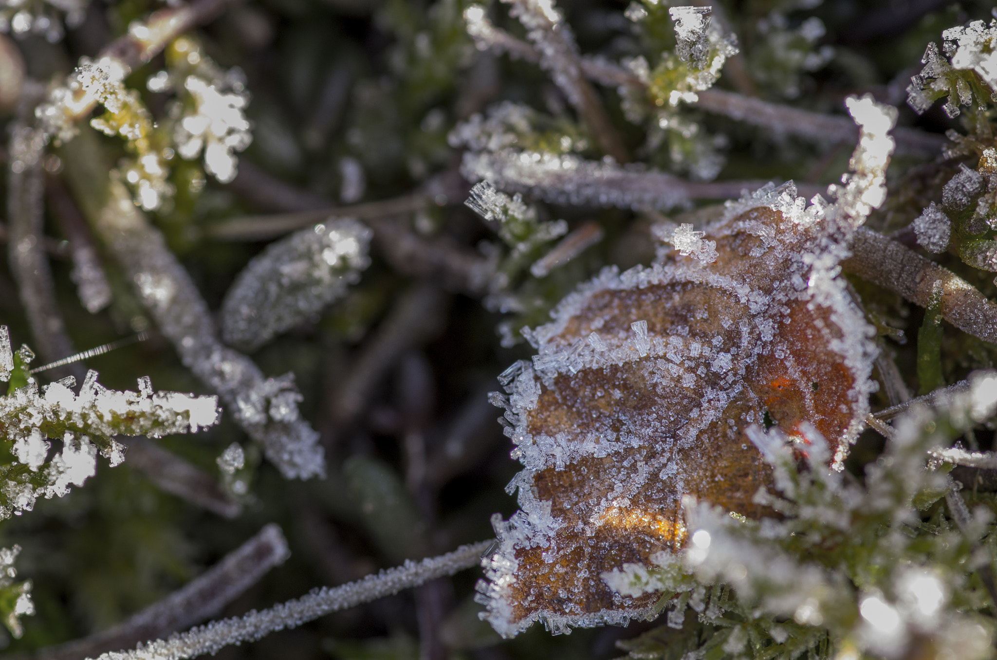Pentax smc D-FA 100mm F2.8 Macro WR sample photo. Frost & leaf photography