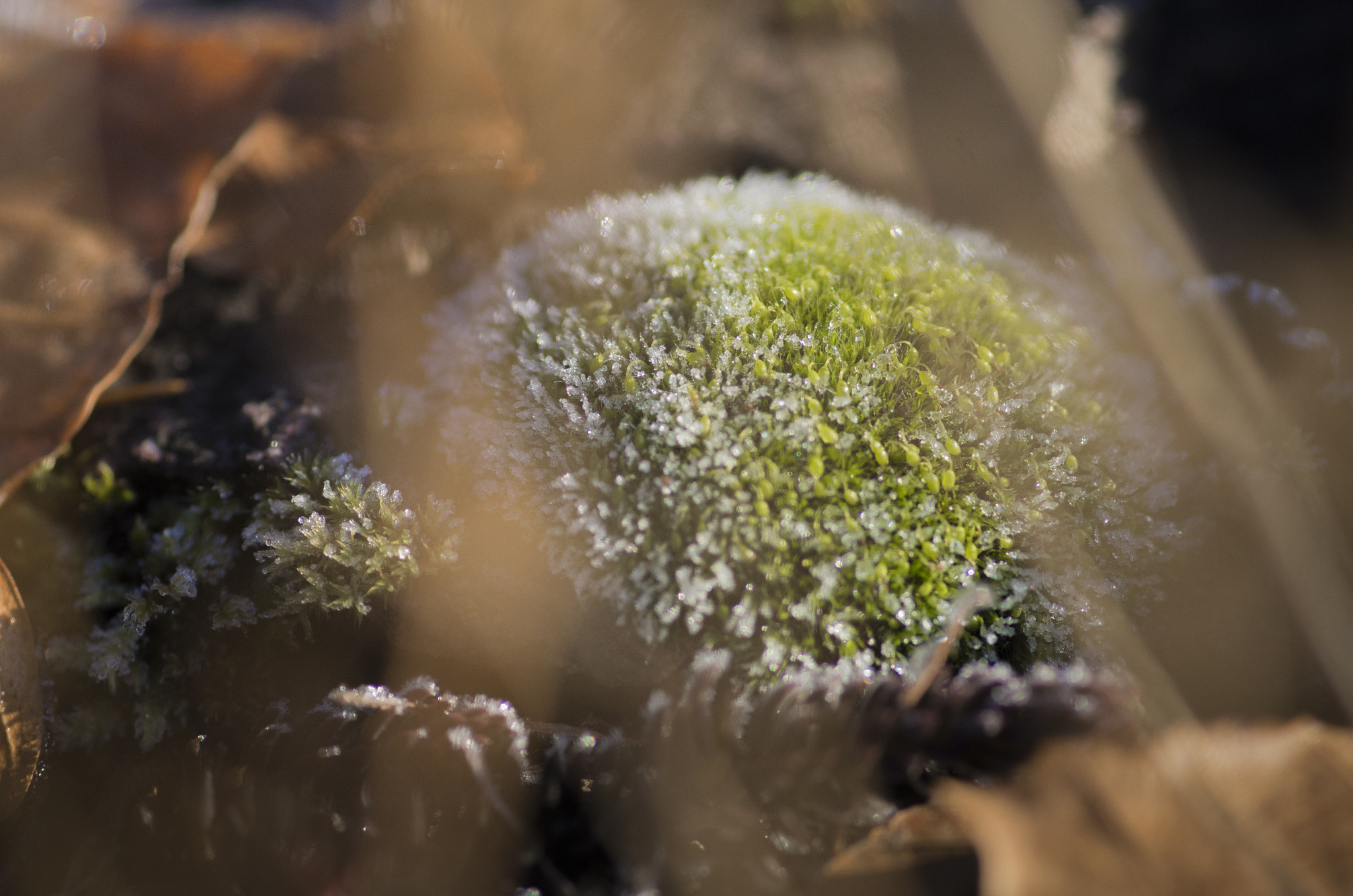 Pentax smc D-FA 100mm F2.8 Macro WR sample photo. Moss with frost photography