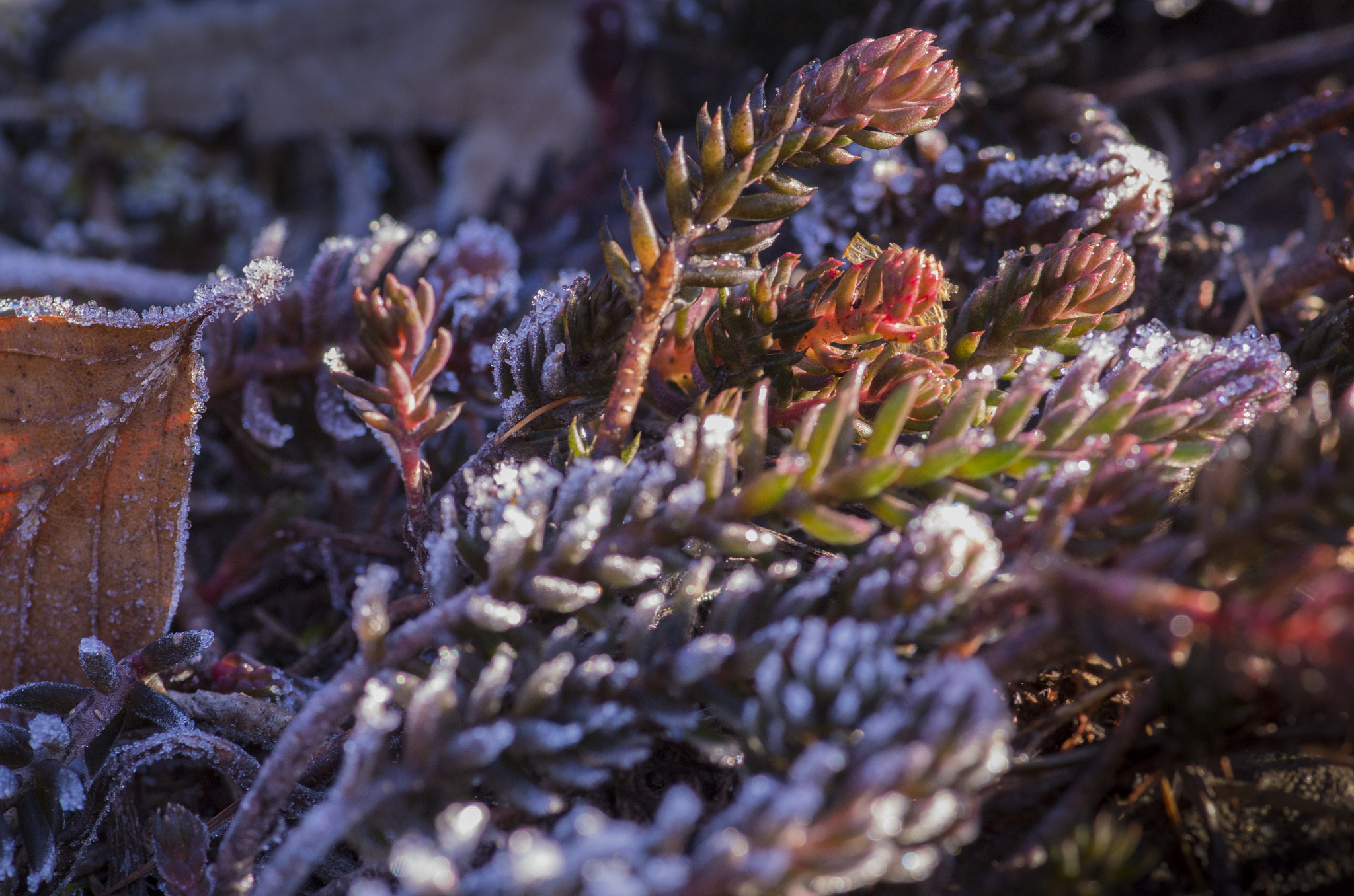 Pentax smc D-FA 100mm F2.8 Macro WR sample photo. Succulent with frost photography