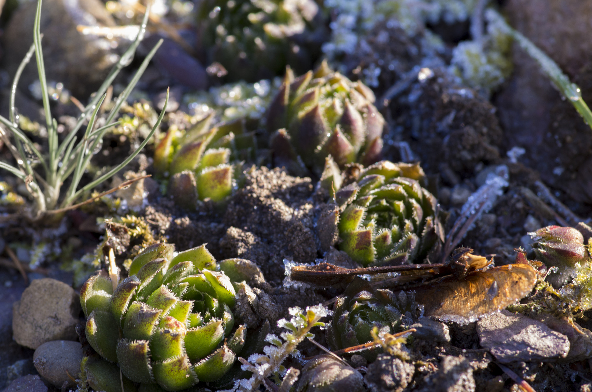 Pentax smc D-FA 100mm F2.8 Macro WR sample photo. Houseleek with frost photography
