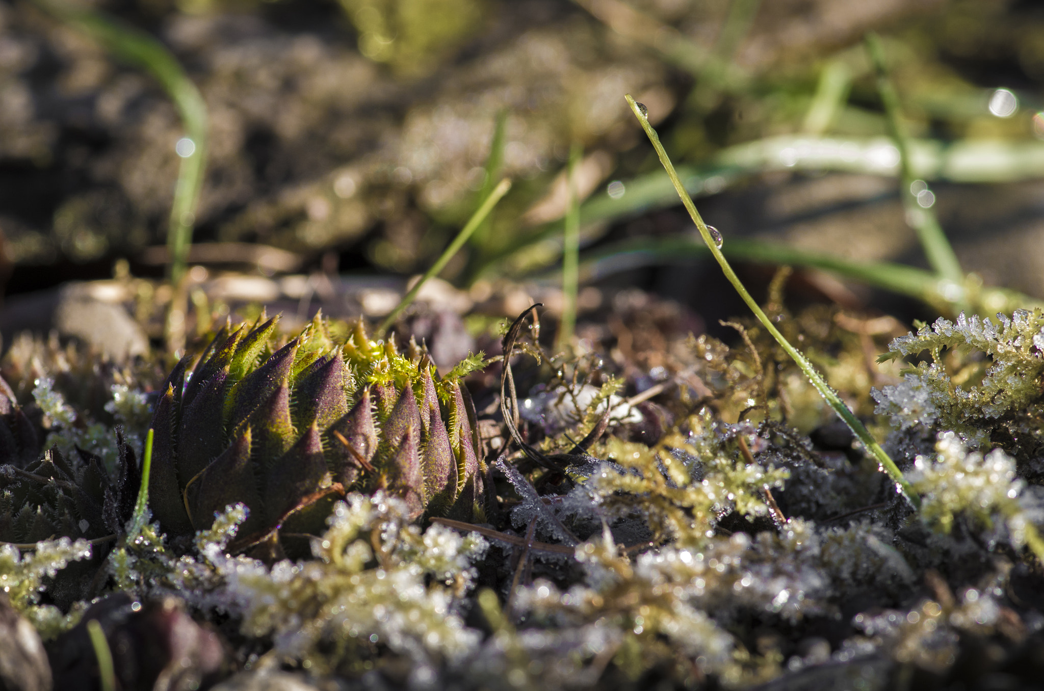 Pentax smc D-FA 100mm F2.8 Macro WR sample photo. Houseleek in moss photography